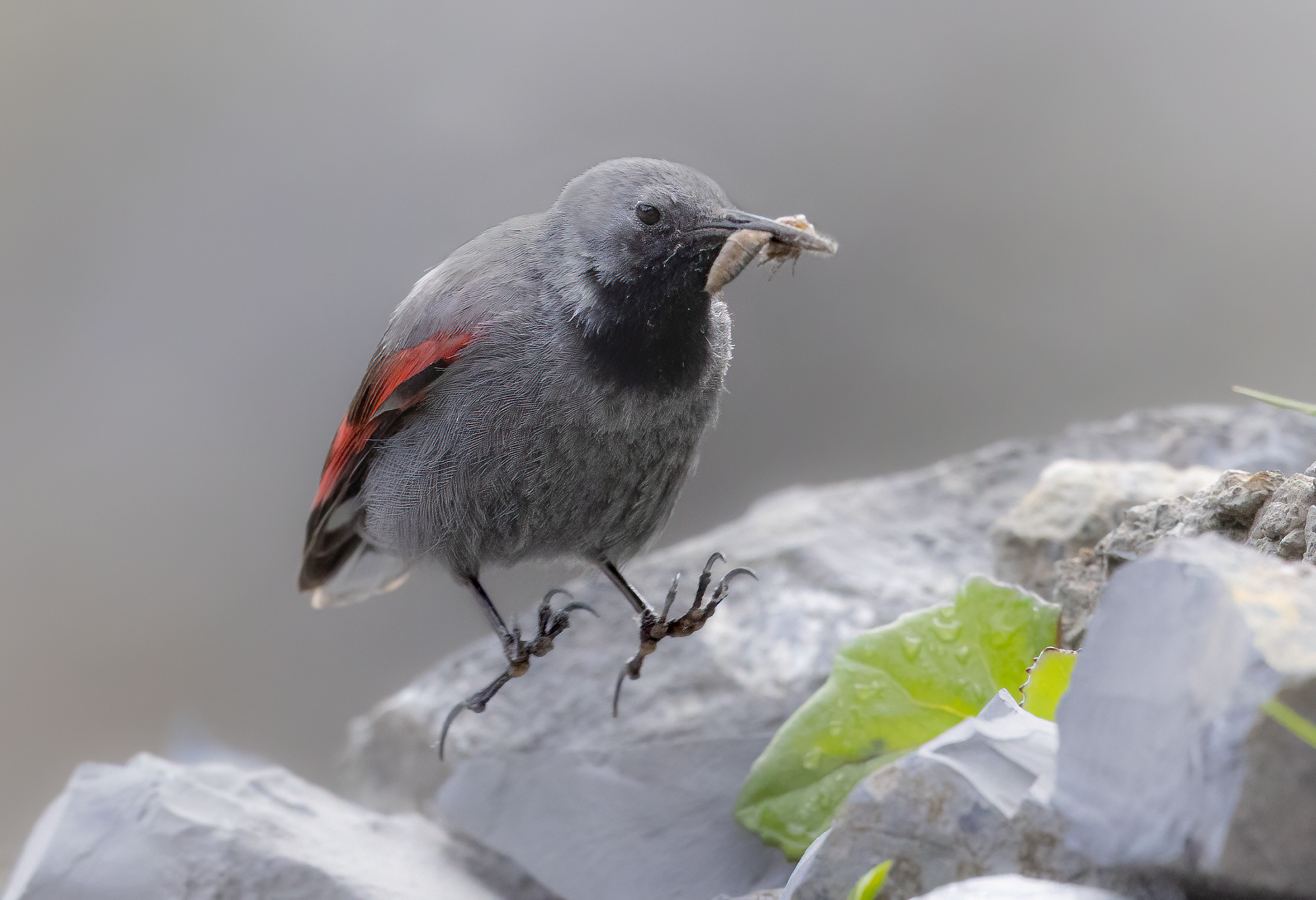 saltando con la preda, picchio muraiolo