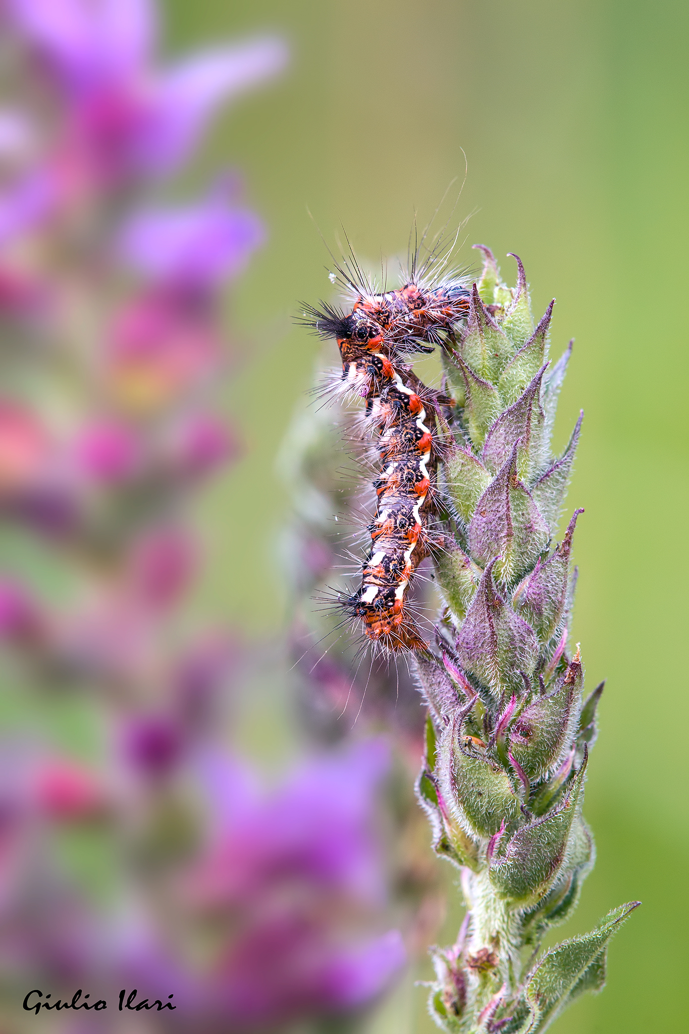 Acronicta rumicis