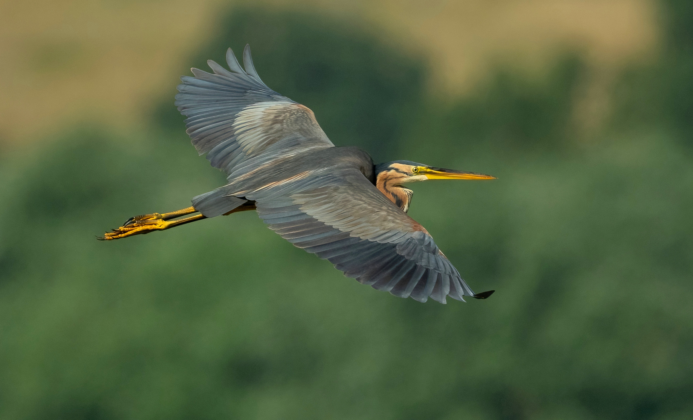 Purple Heron (Ardea purpurea)