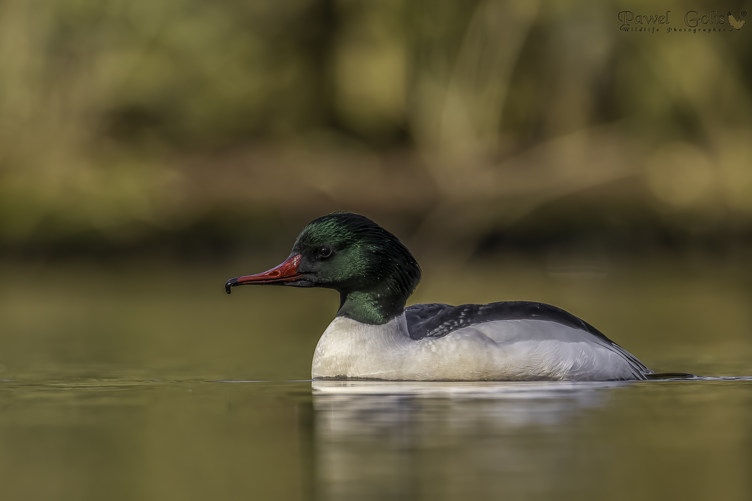 Mergus merganser (Smergo comune)