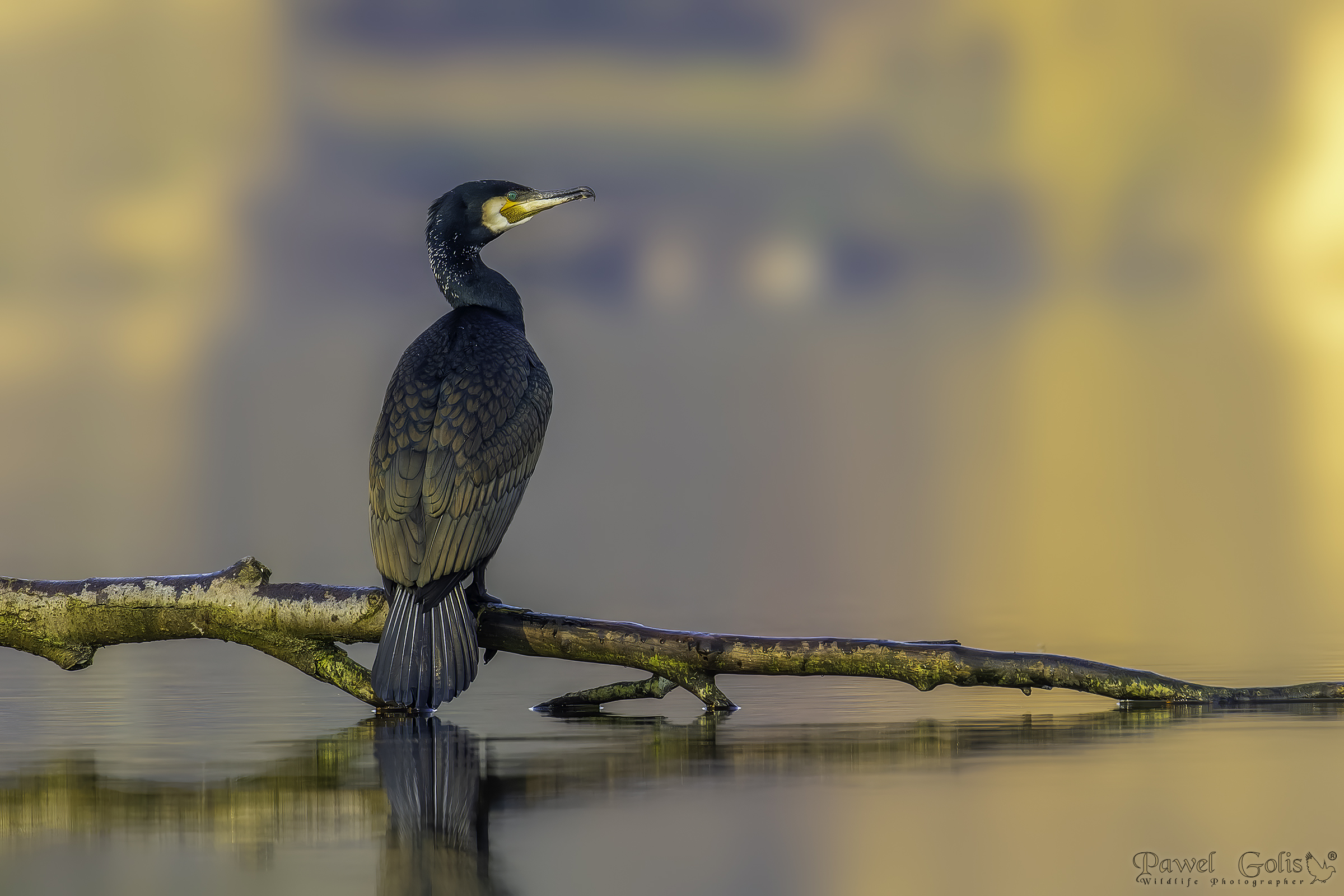 Cormorano maggiore (Phalacrocorax carbo)
