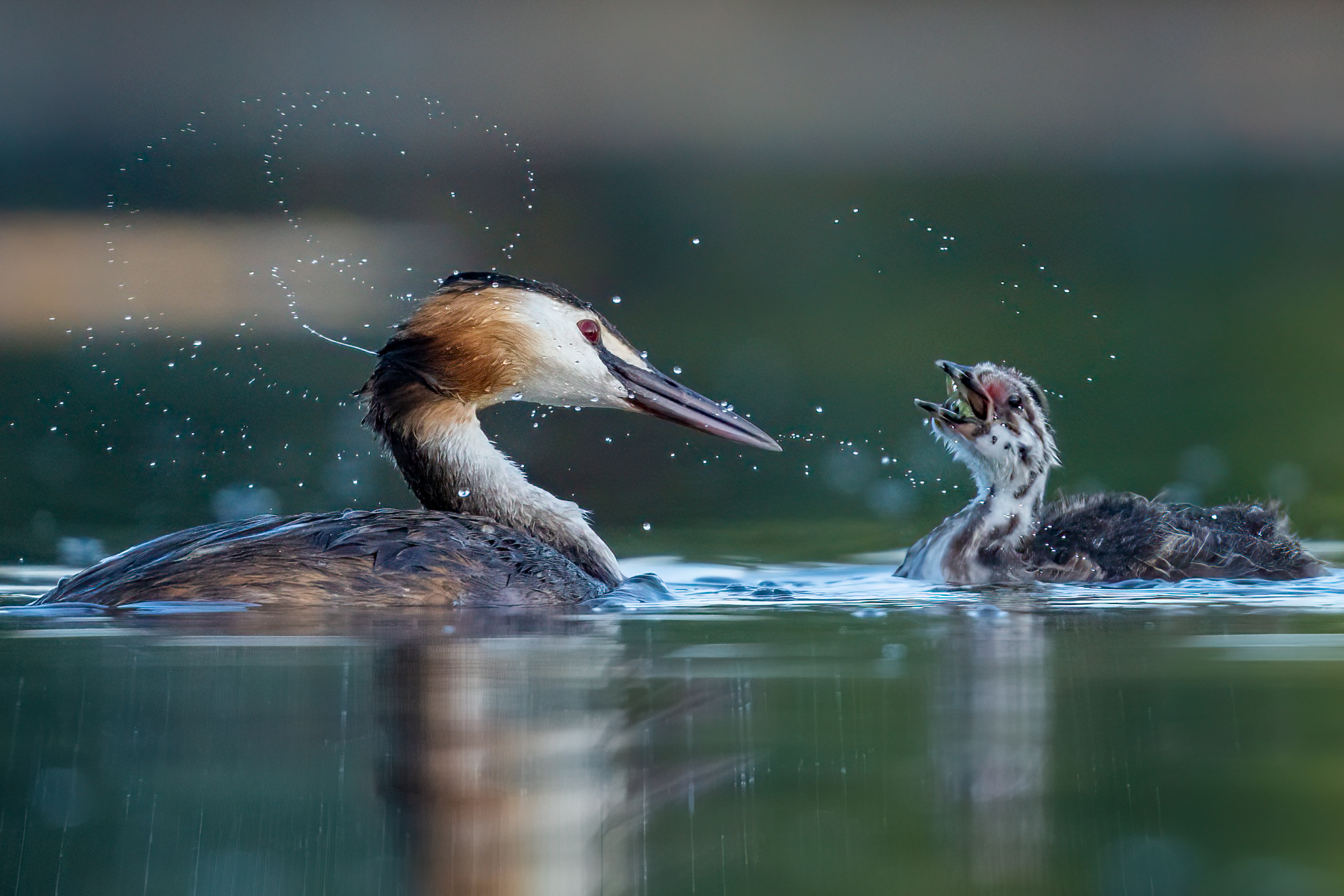 Svasso maggiore (Podiceps cristatus) con piccolo