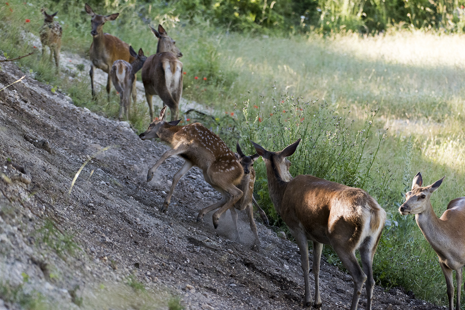 Small deer playing in the group.