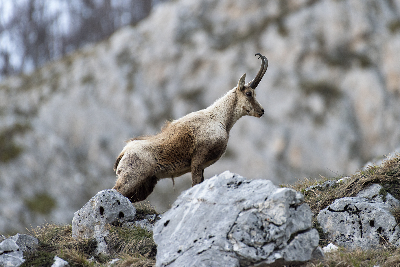Abruzzo Chamois