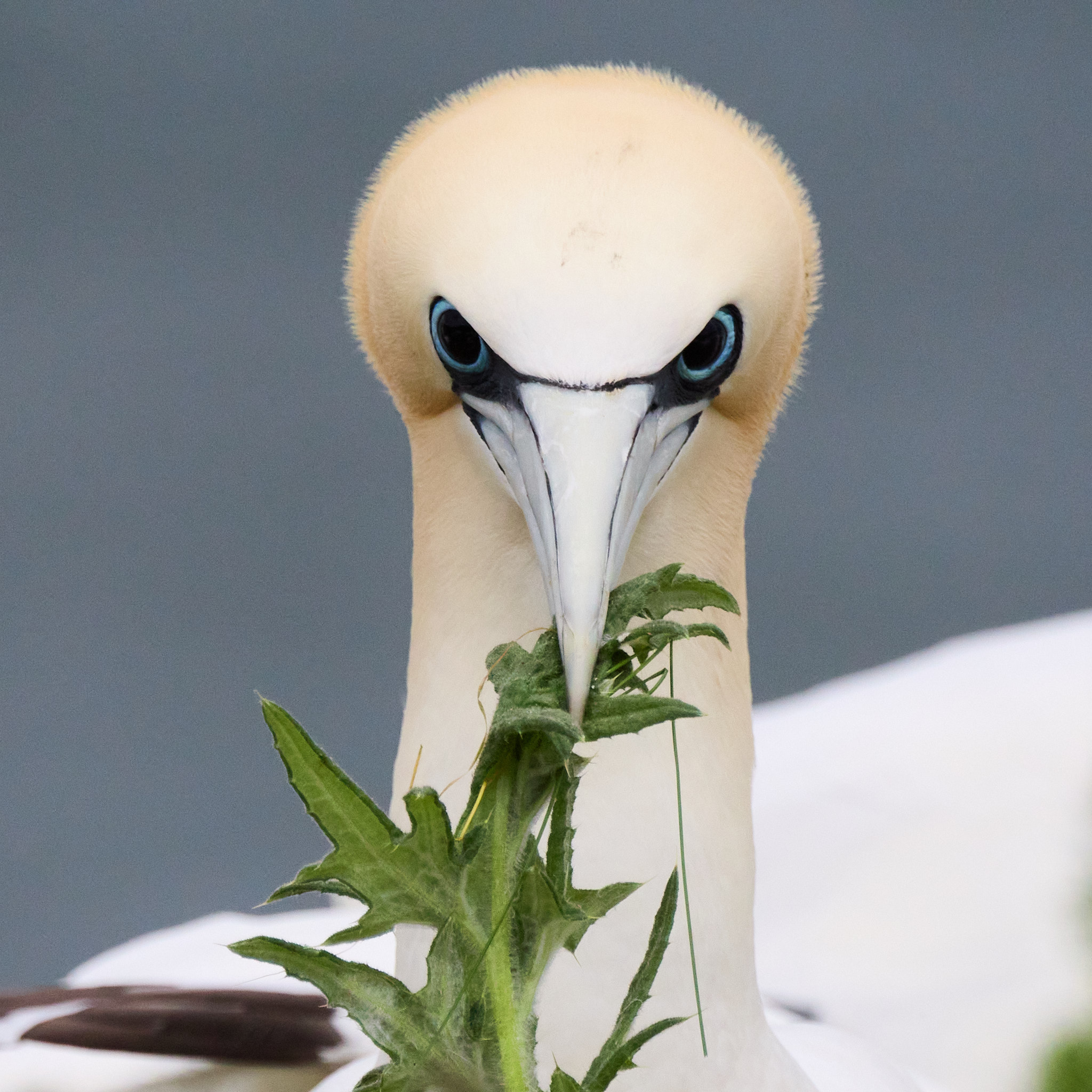 Gannet who has contracted avian influenza