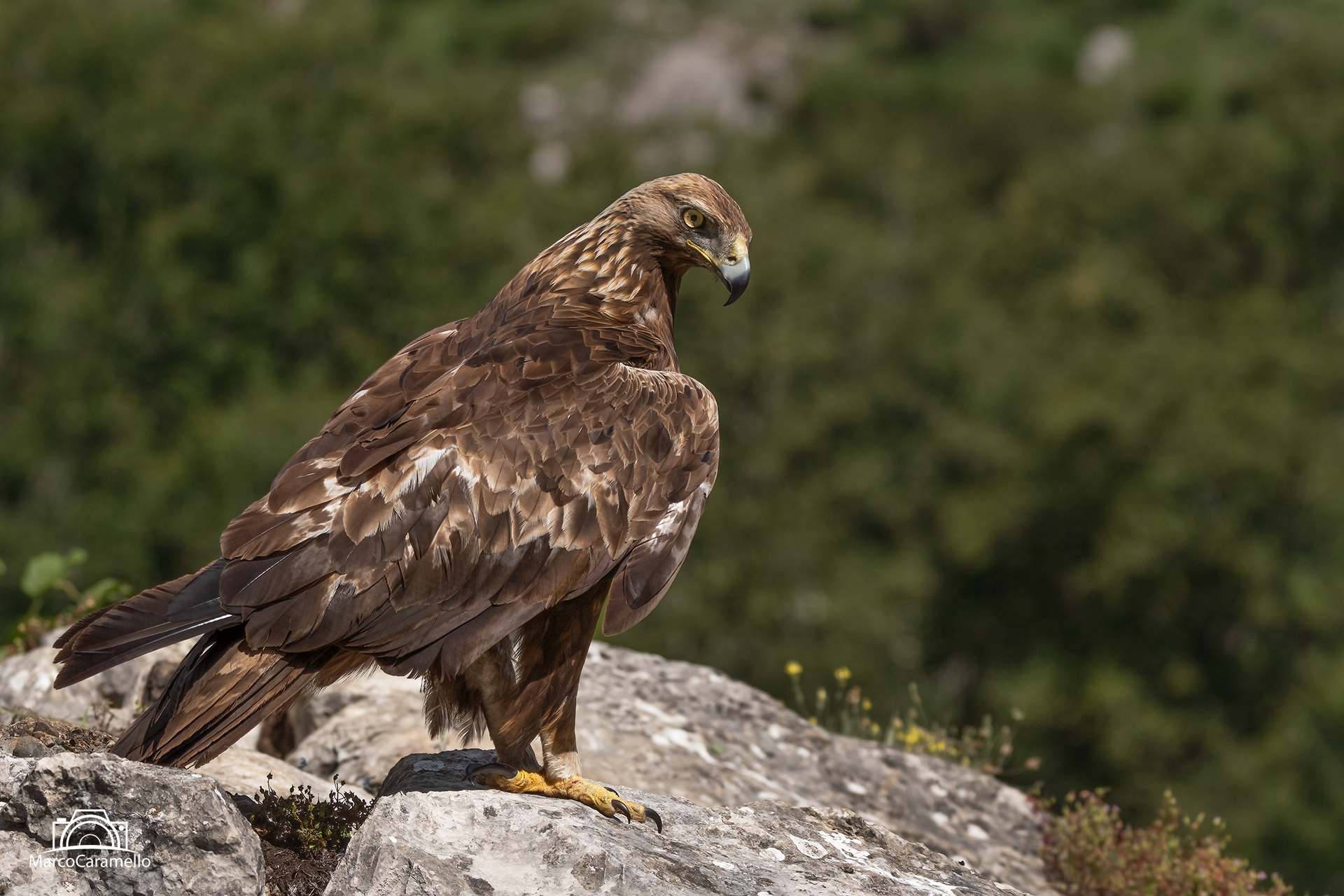 Aquila reale