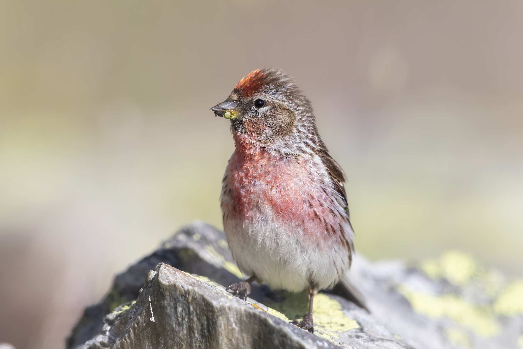 rock accordion, July 2023