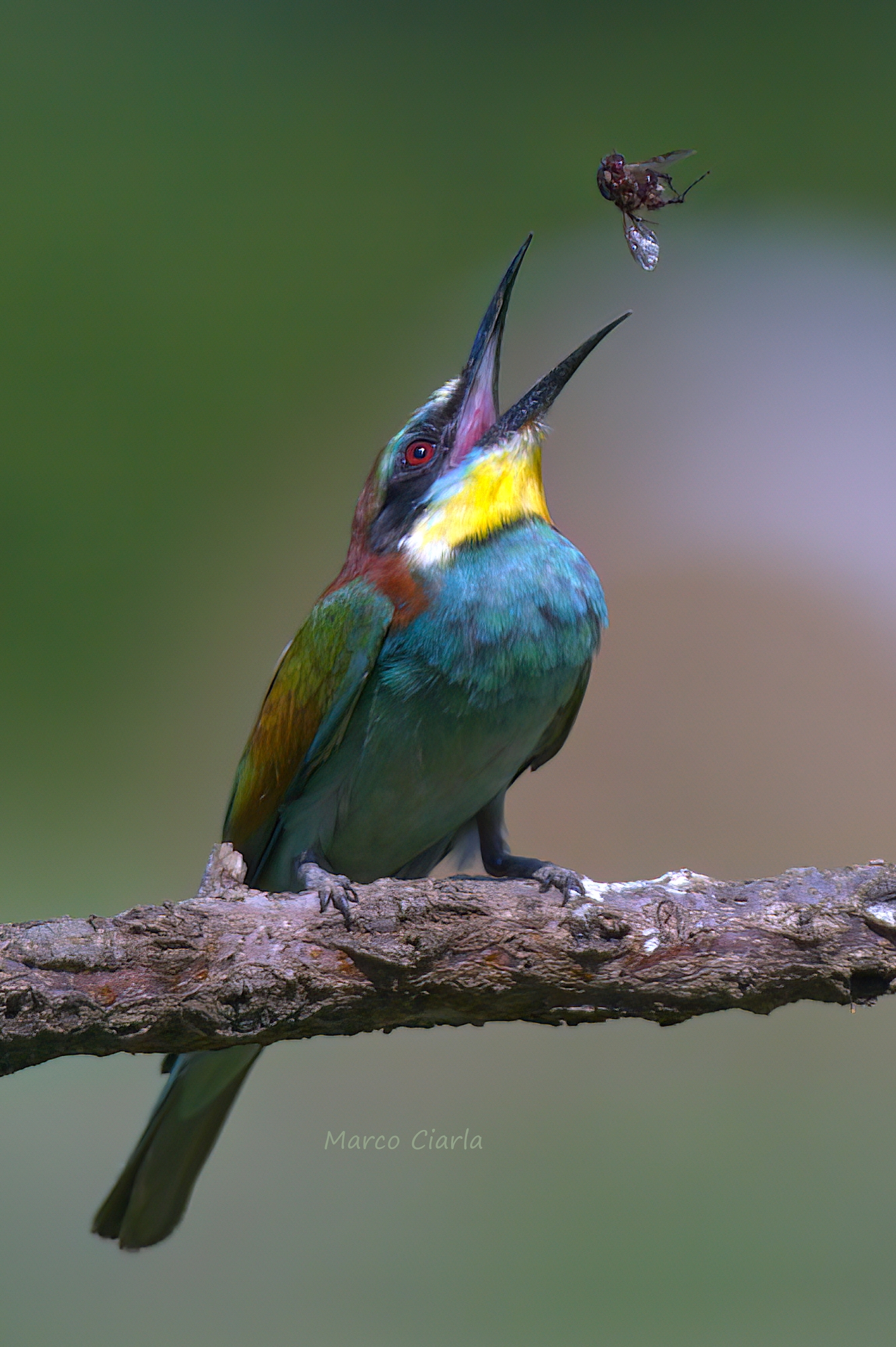 Bee-eater (Merops apiaster)