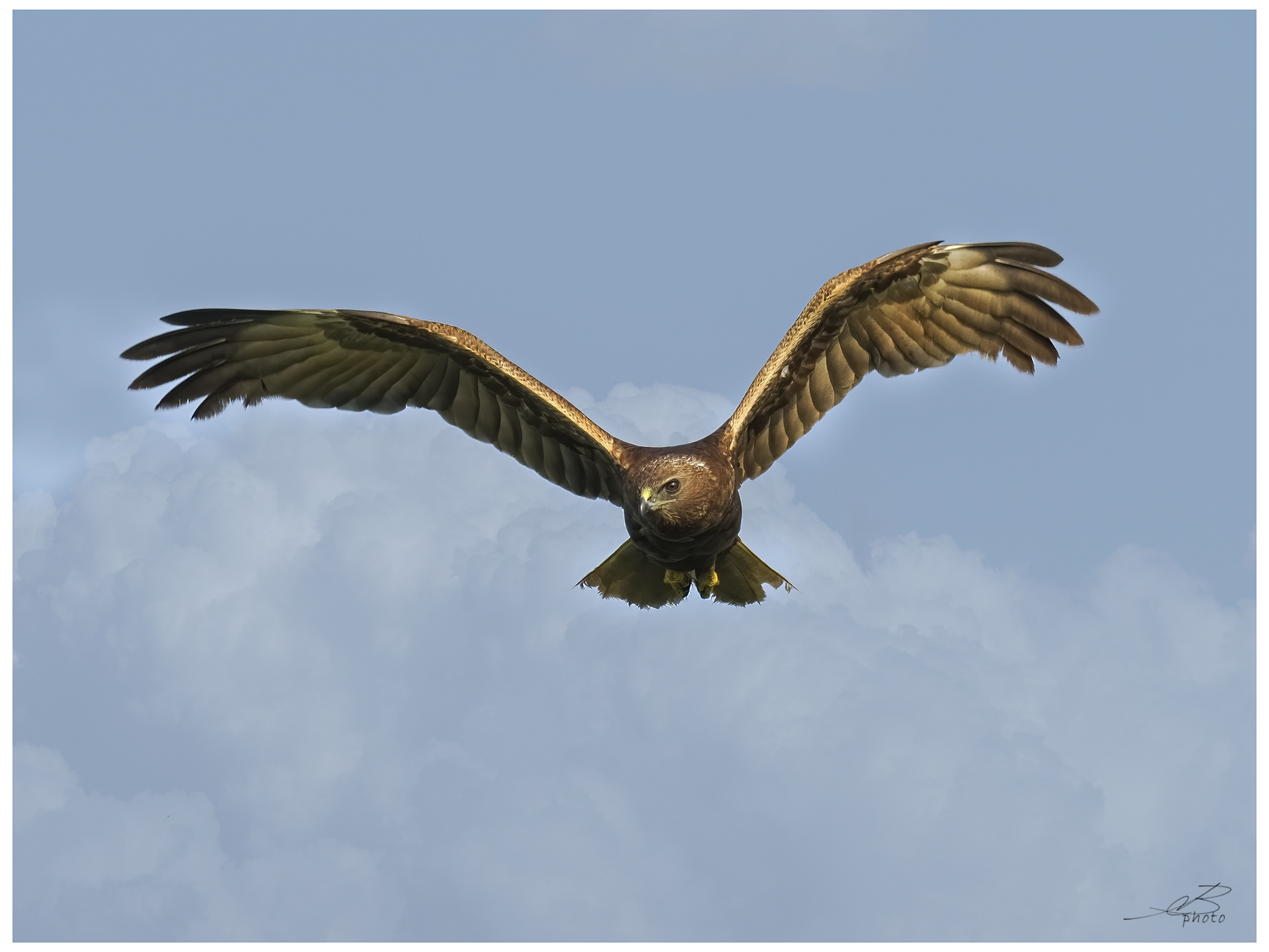 Marsh harrier