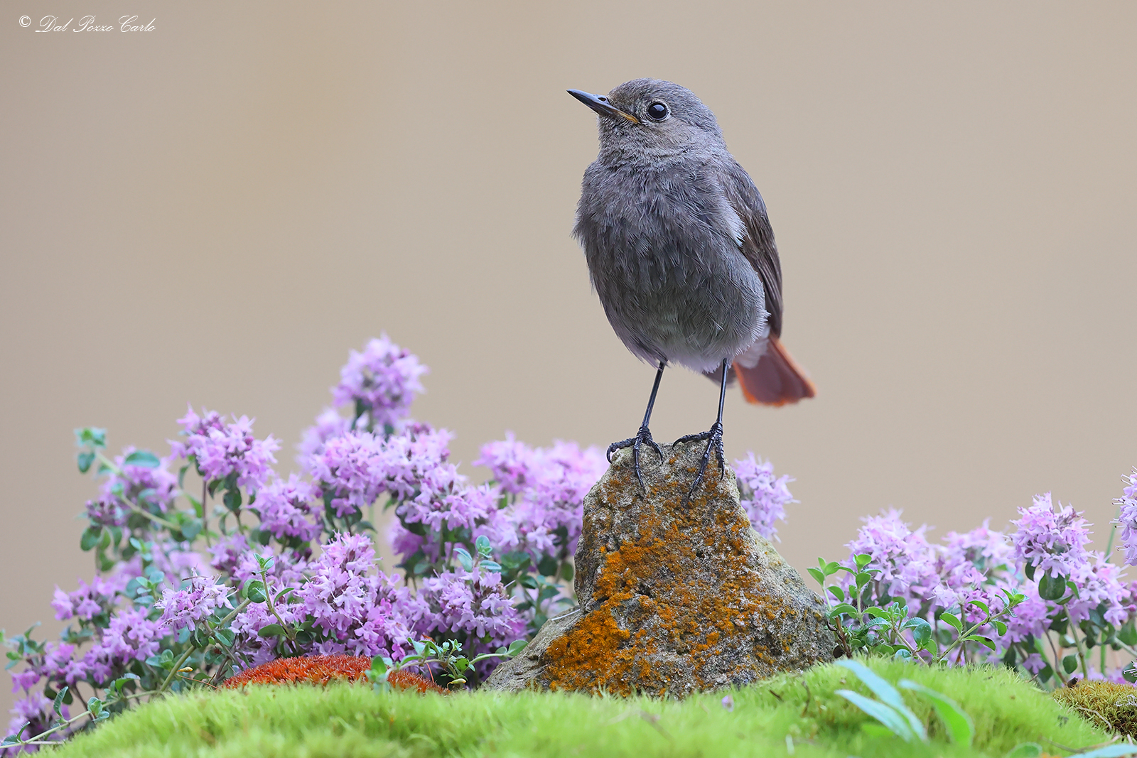 Redstart chimney sweep (Female)