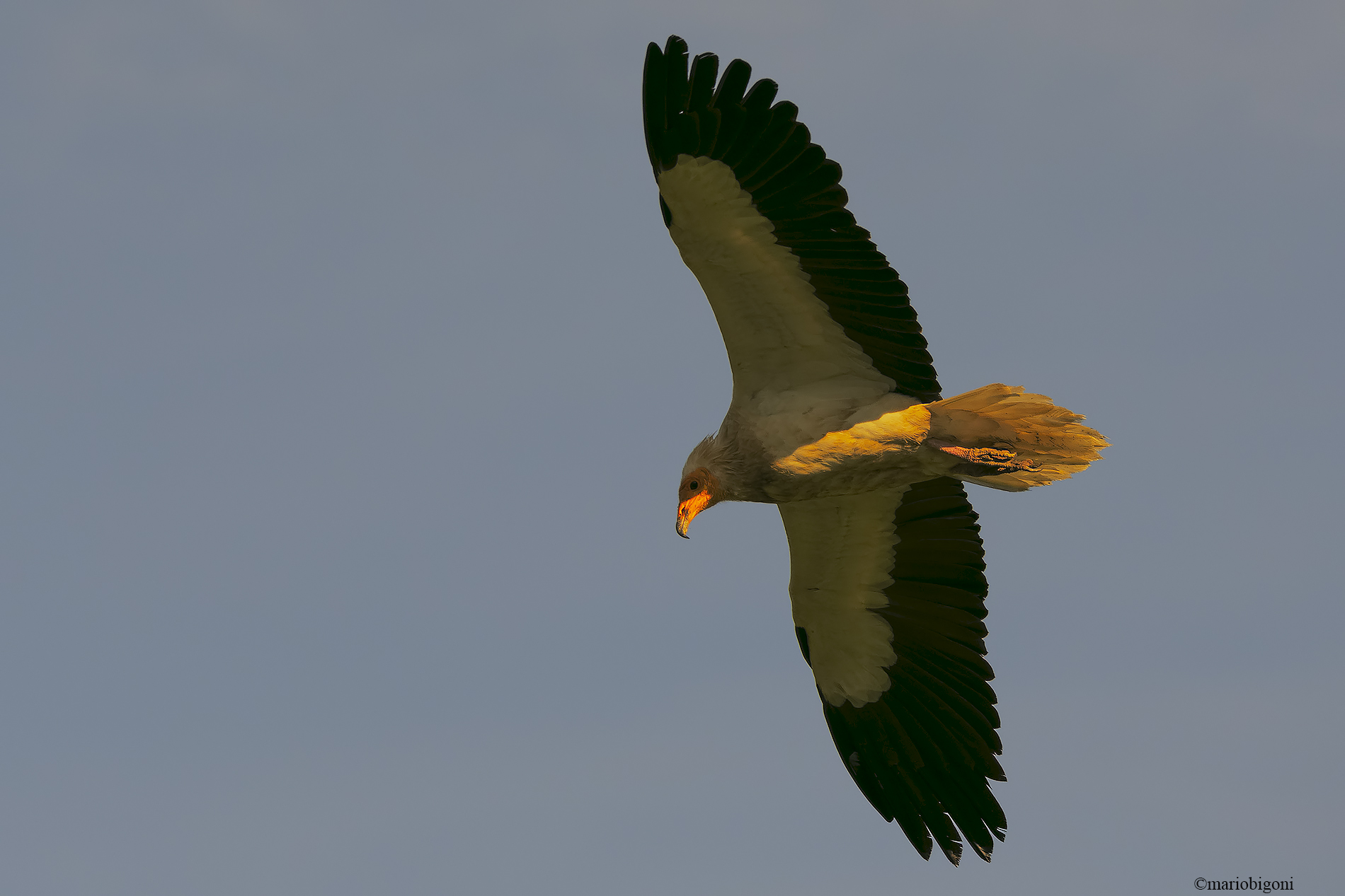 White scavenger vulture