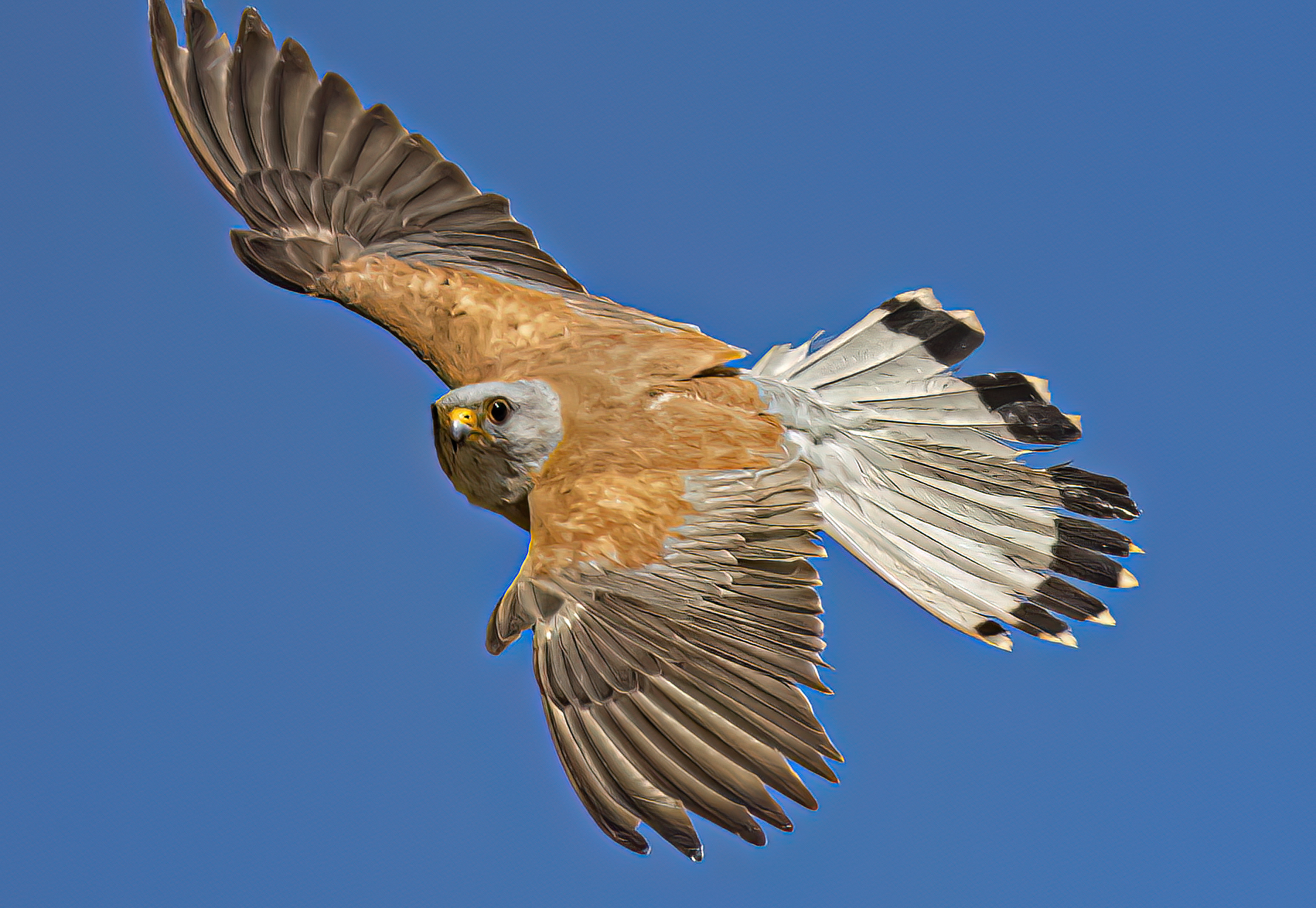 Falco Grillaio a Naumanni