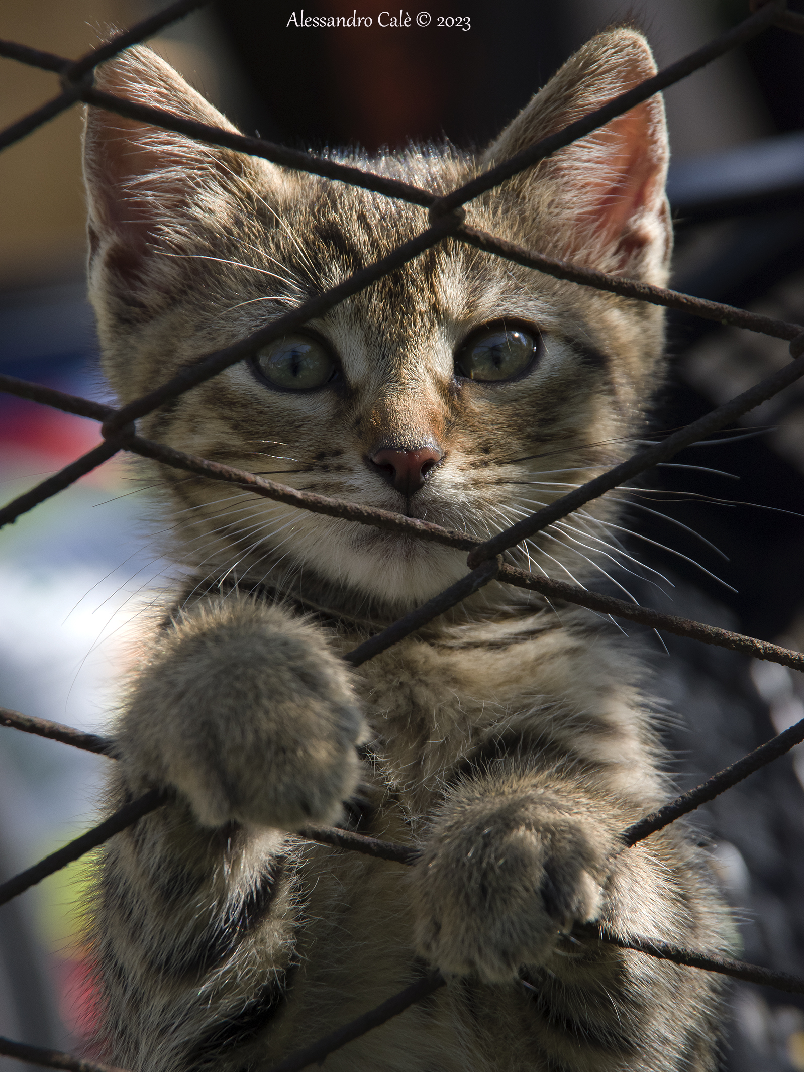 ...quasi quasi, faccio un salto di là!