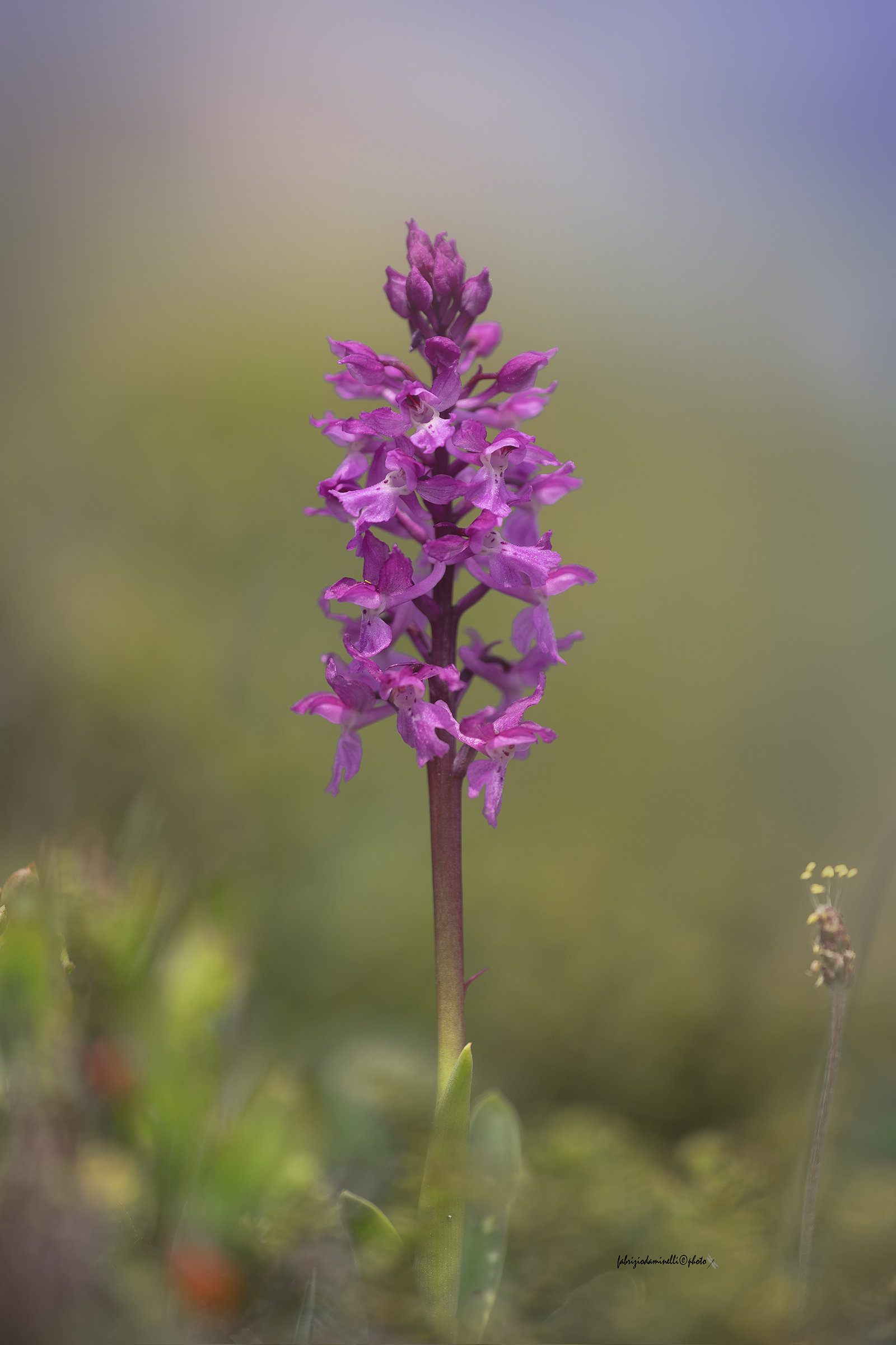 Orchis mascula
