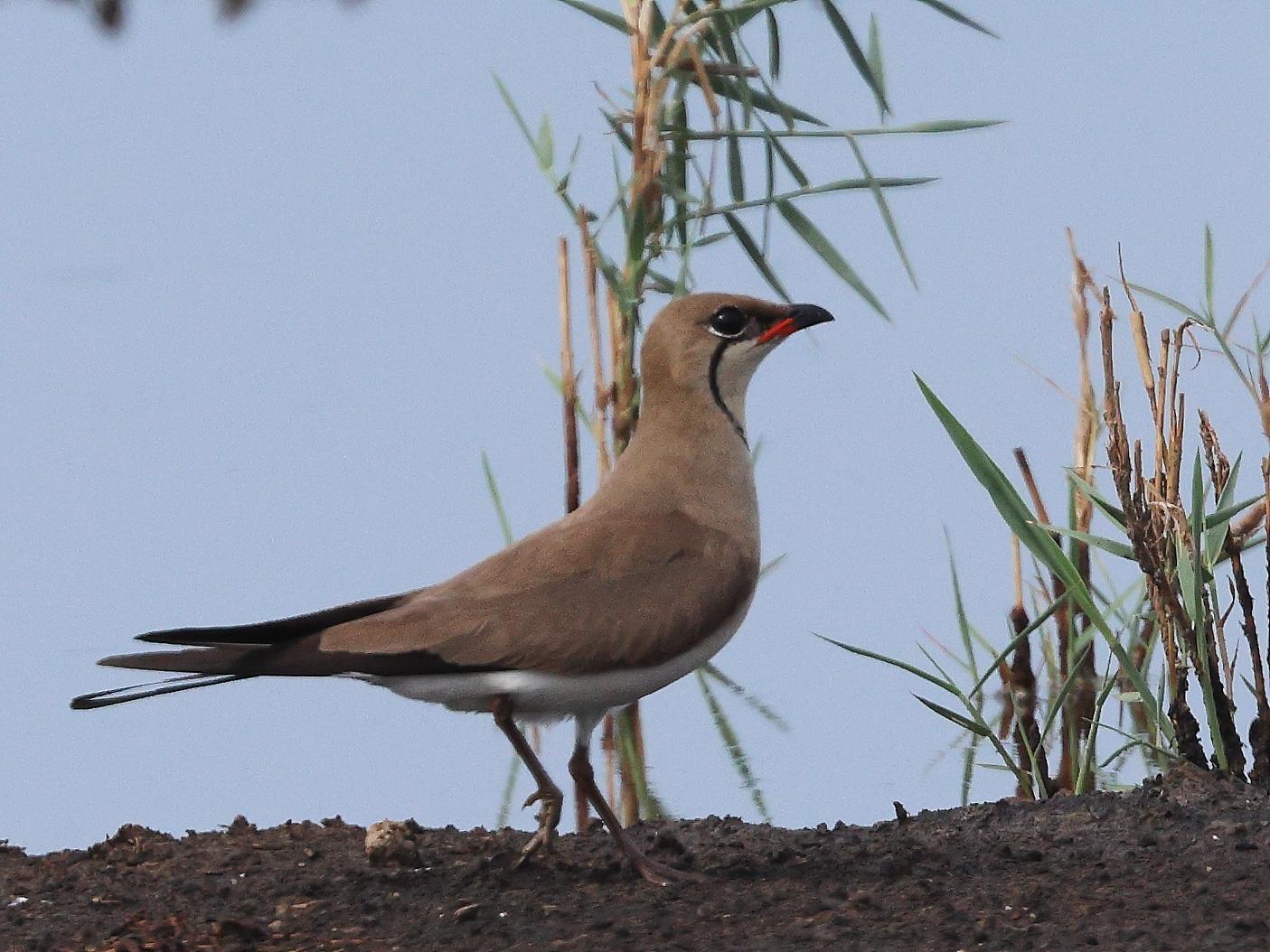 Pernice di mare.