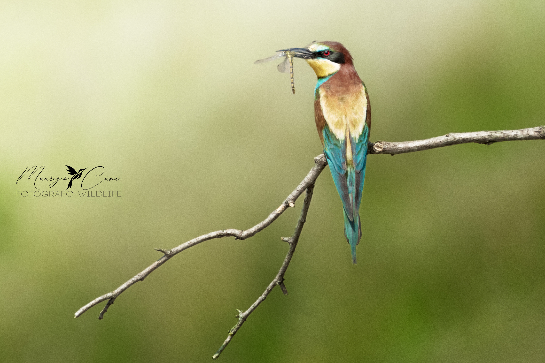 Bee-eater