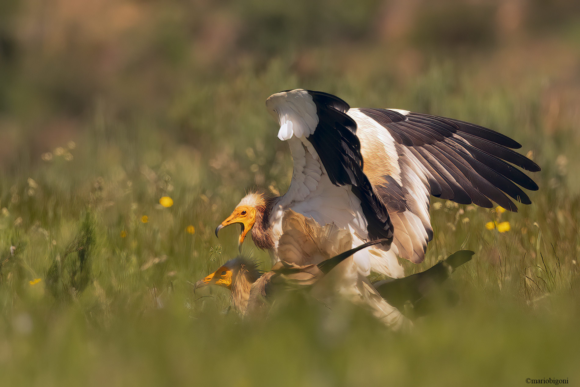 Egyptian vulture coupling