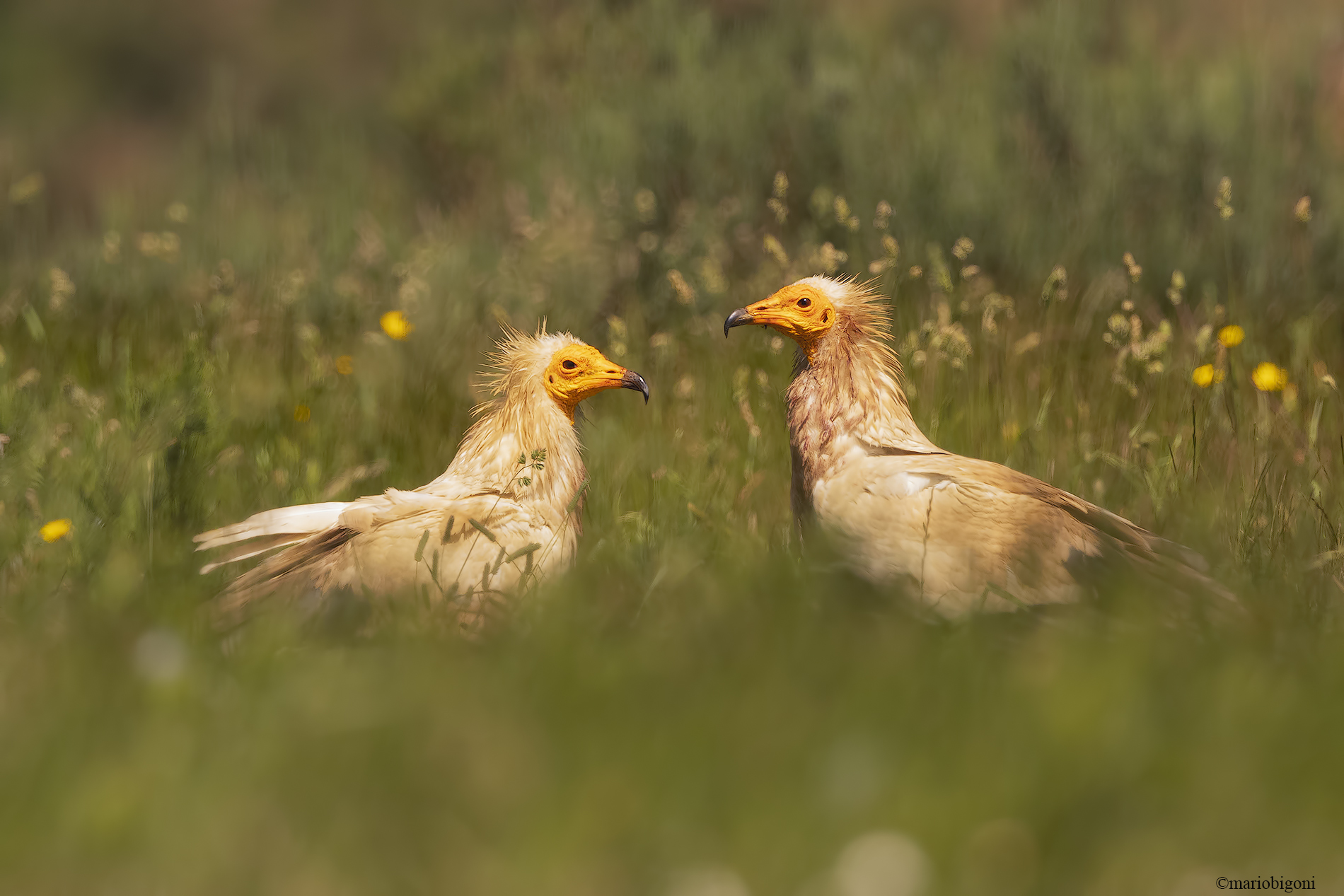 Pair of Egyptian vultures