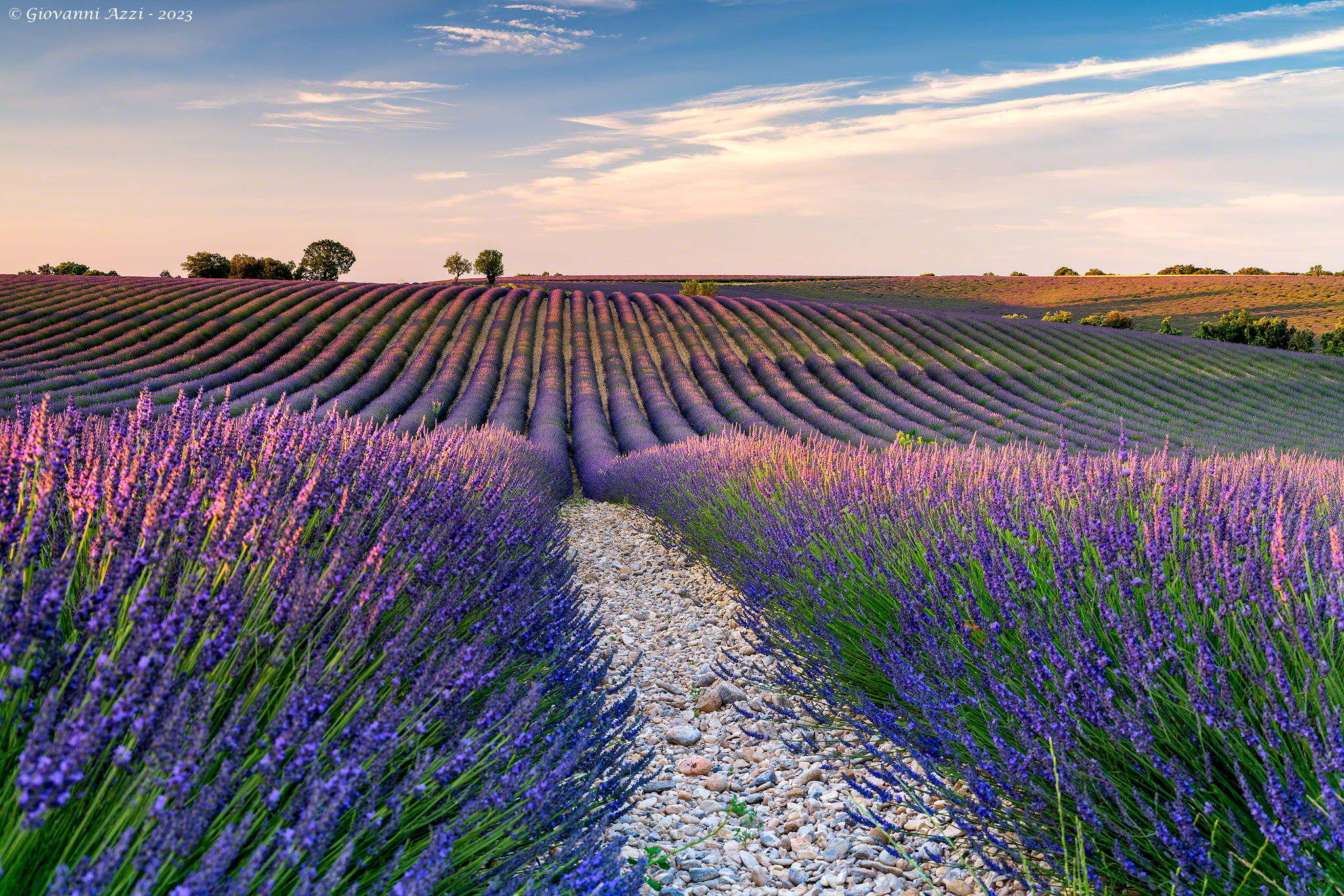 Prima luce sulla lavanda