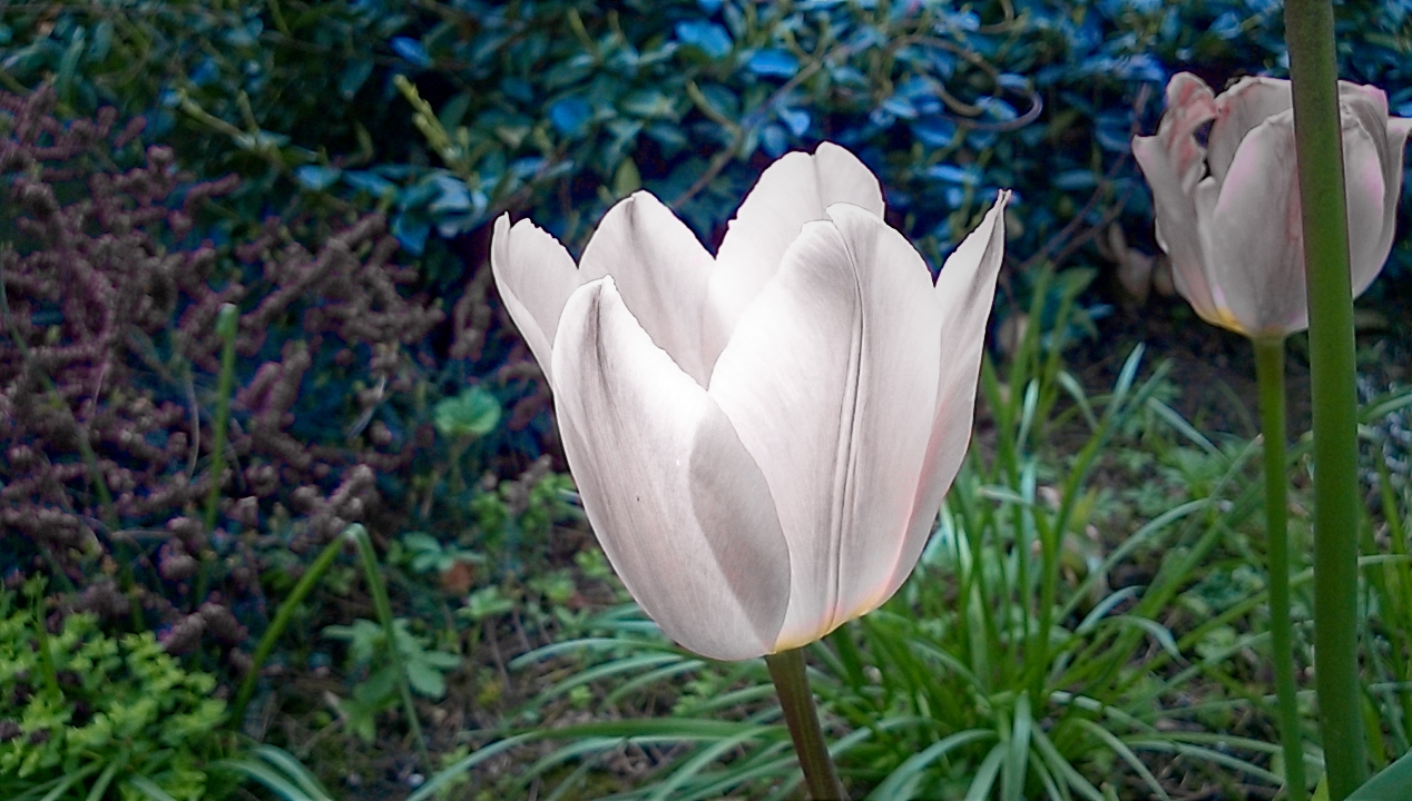 In the hidden garden