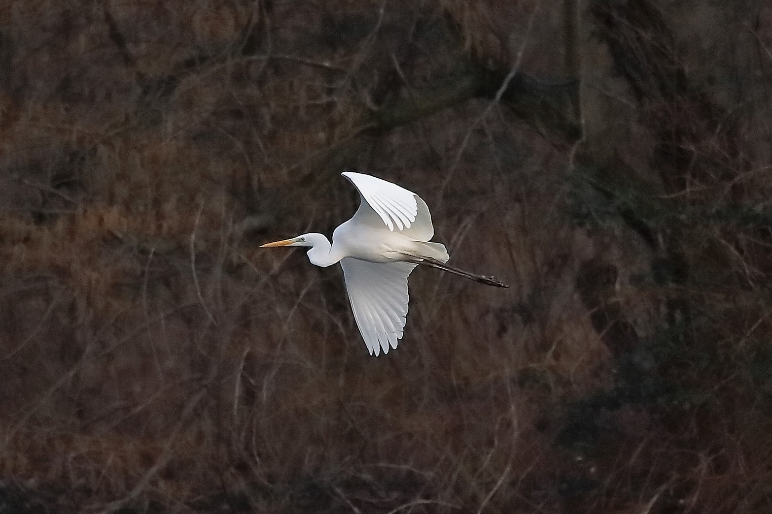 Airone BM 04 marzo 2023