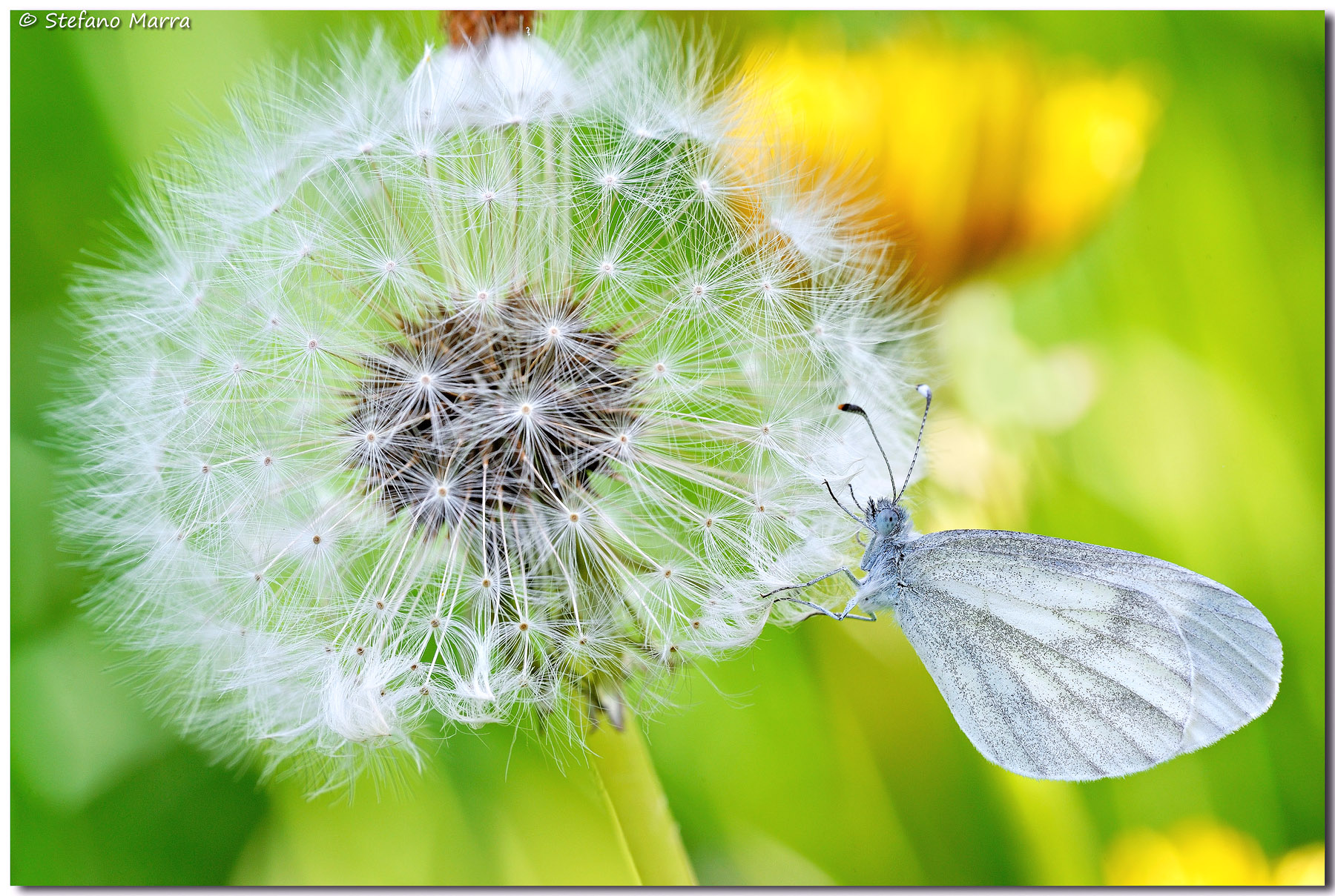 Leptidea...e soffione..