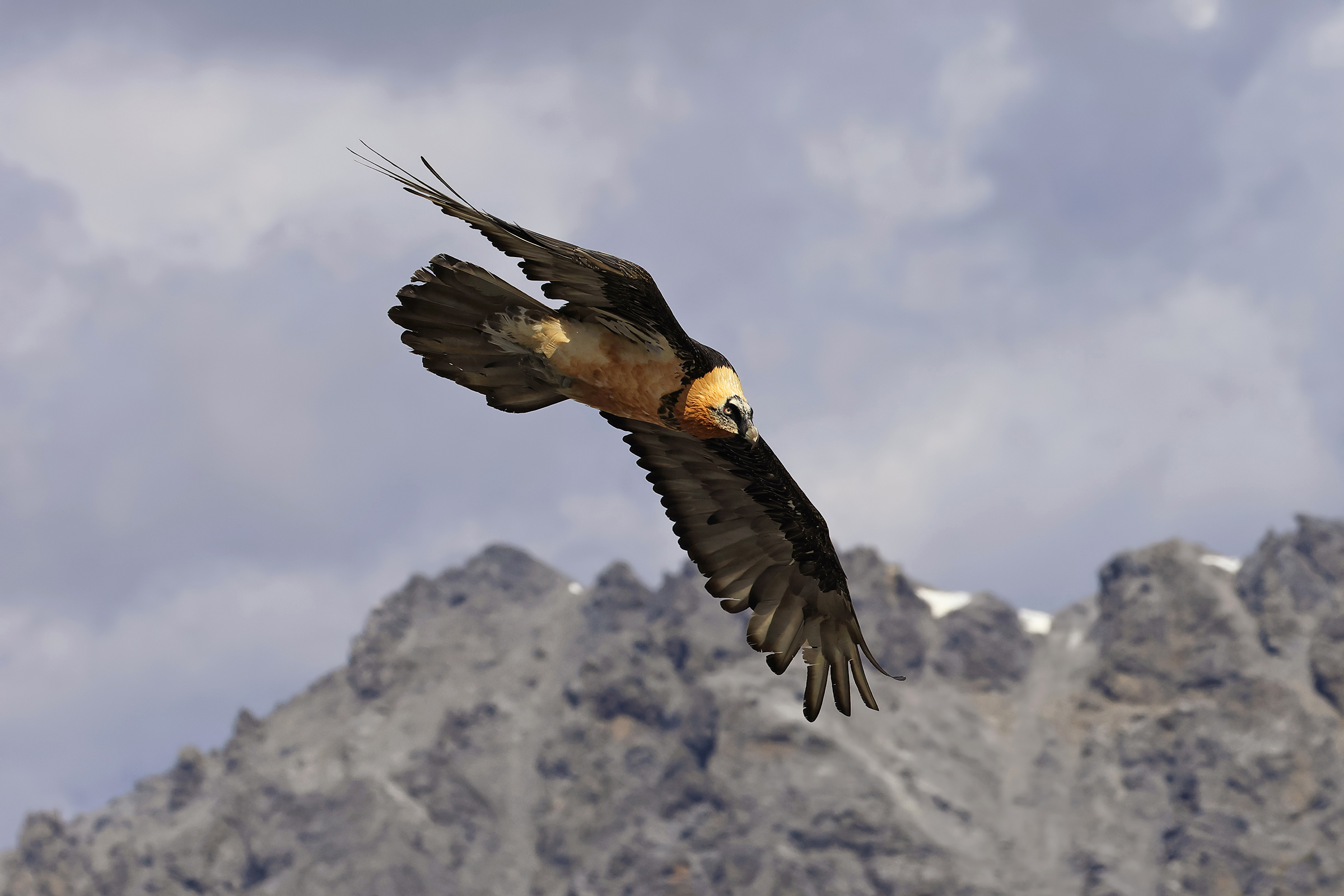 Bearded vulture
