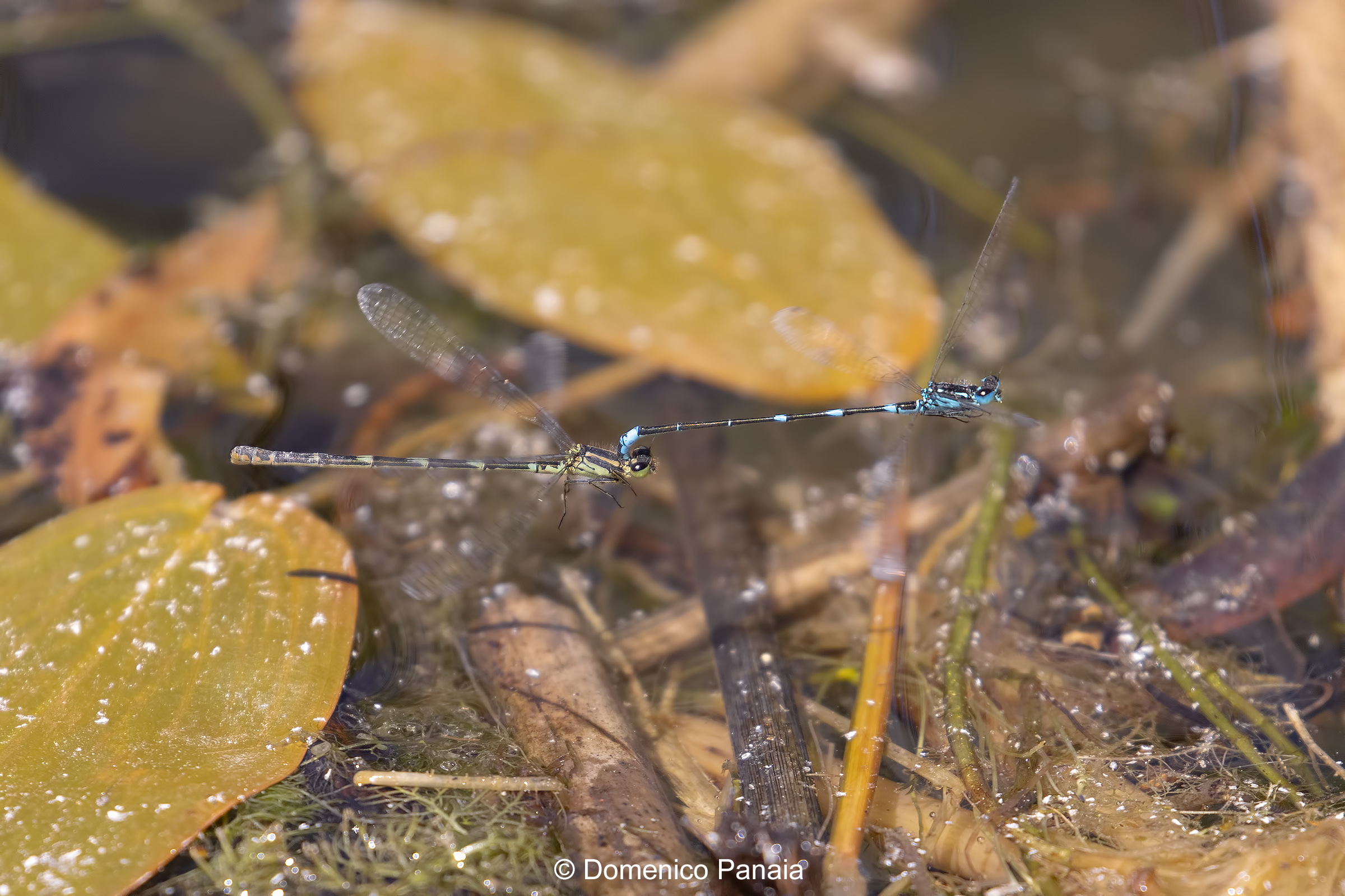 coenagrion pulchellum