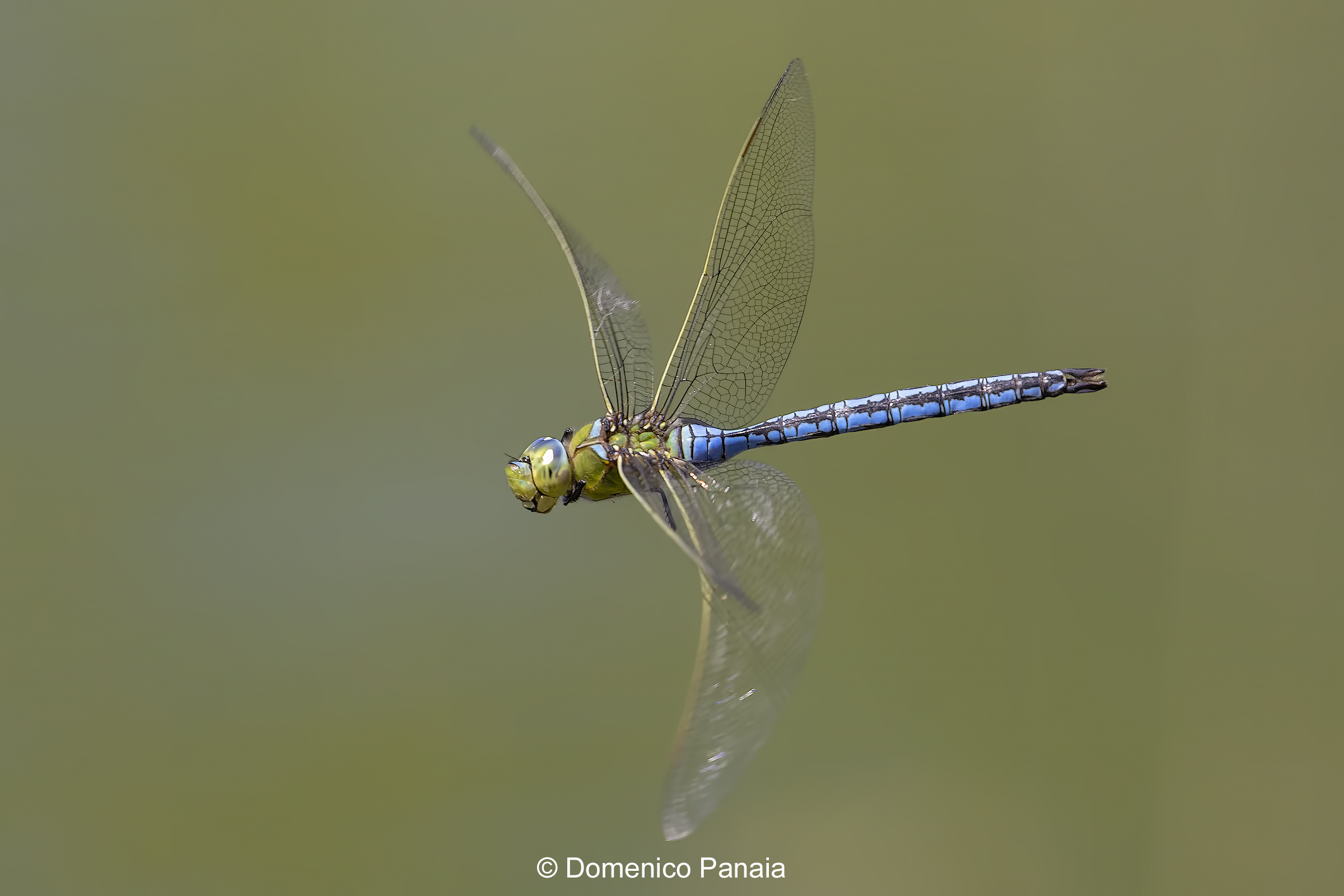 Anax Imperator