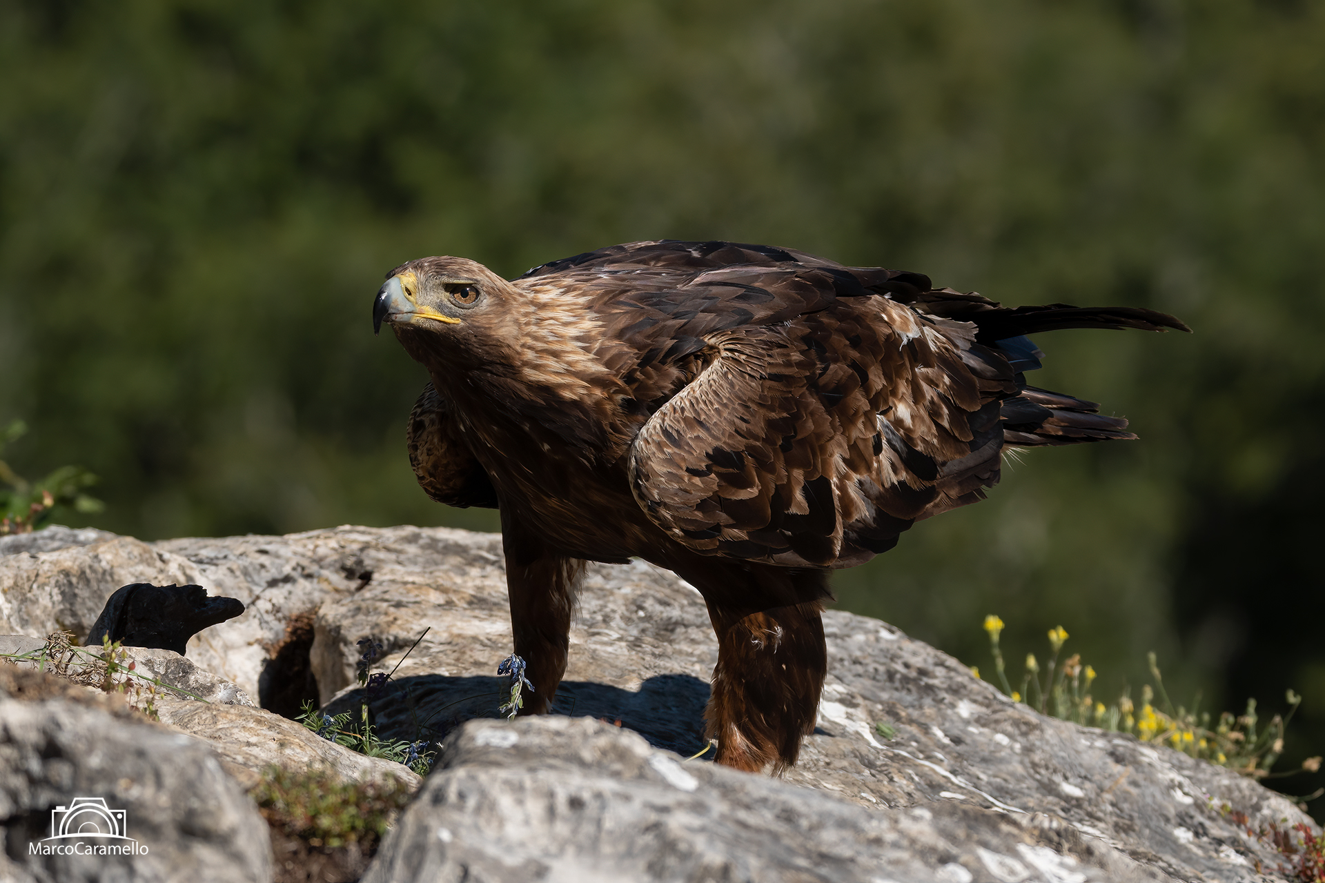 Aquila reale