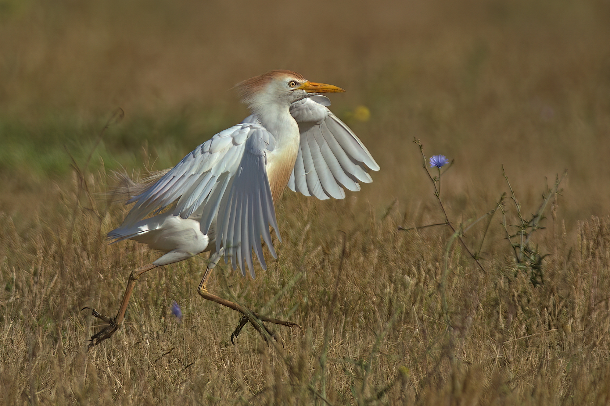 Cattle heron (Bubulcus ibis)
