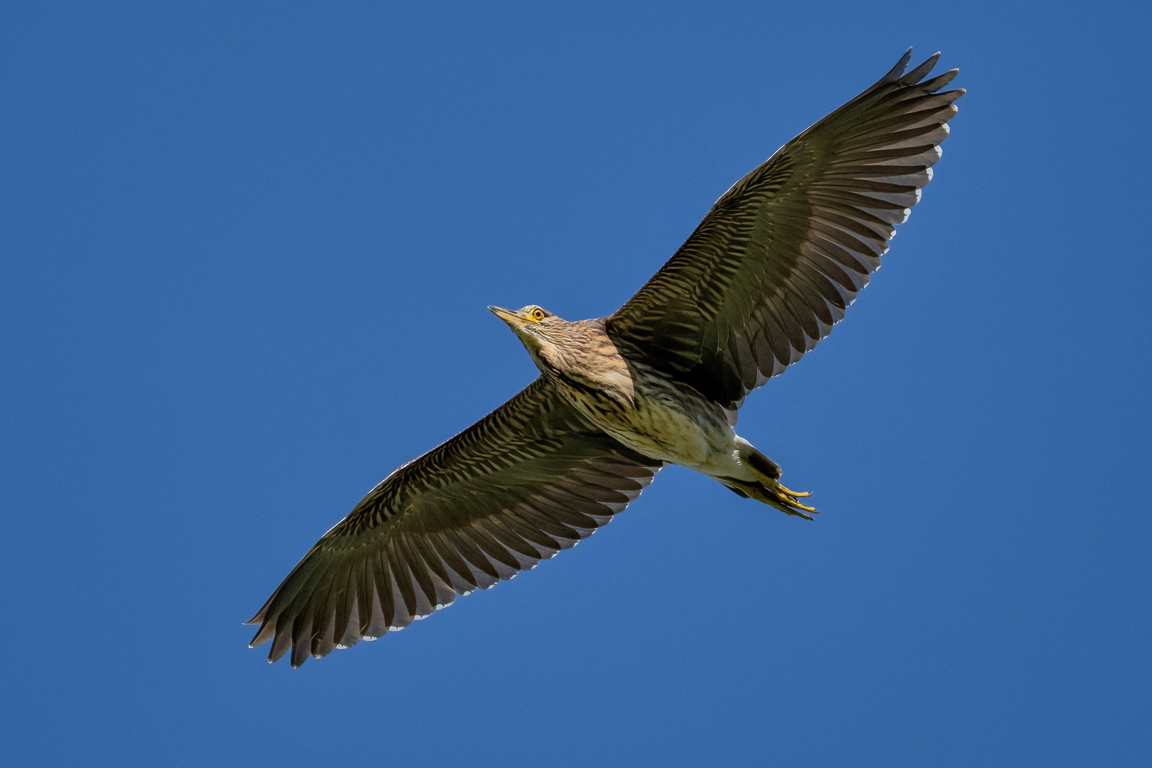 Giovane esemplare di Nitticora (Nycticorax nycticorax)