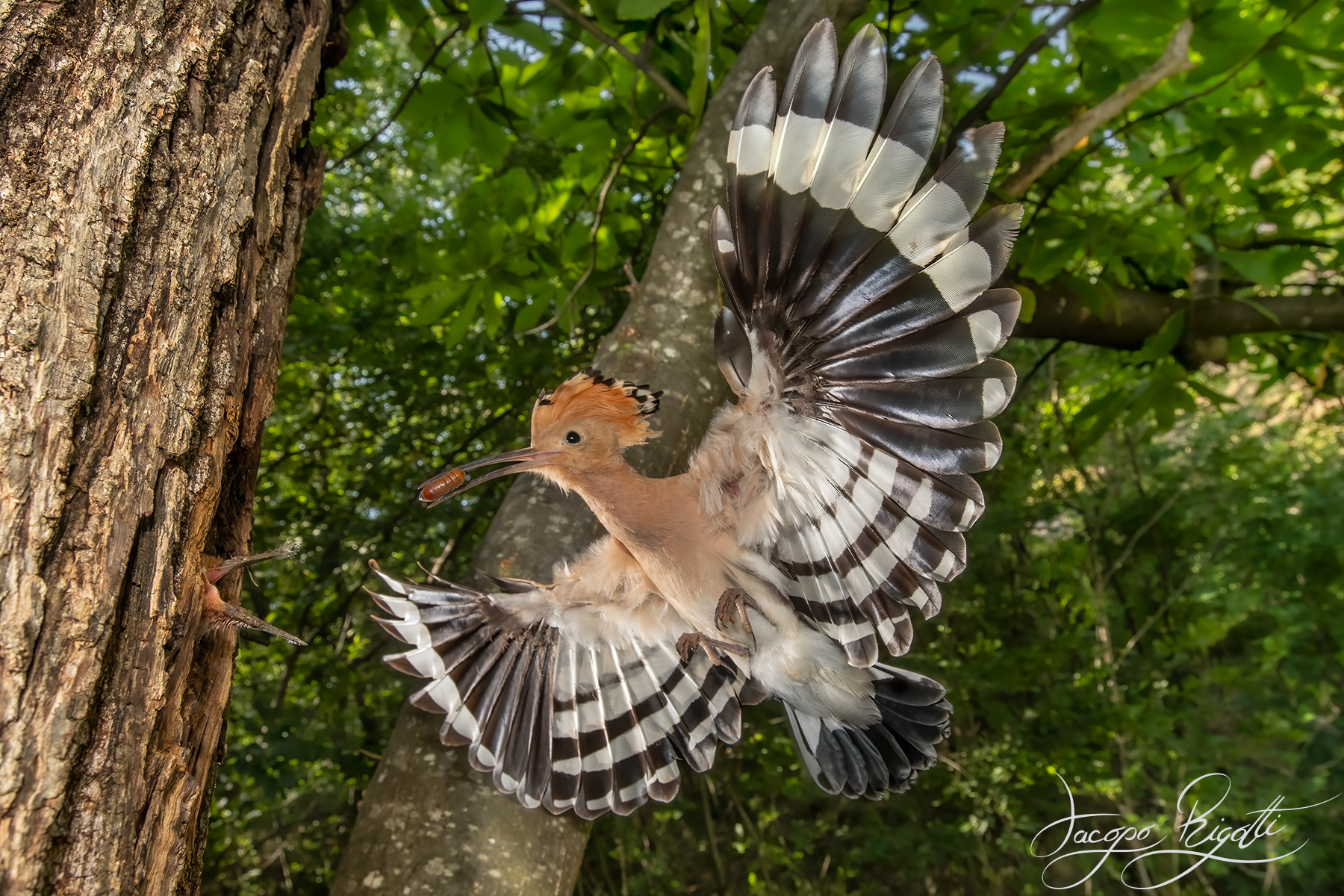 Hoopoe