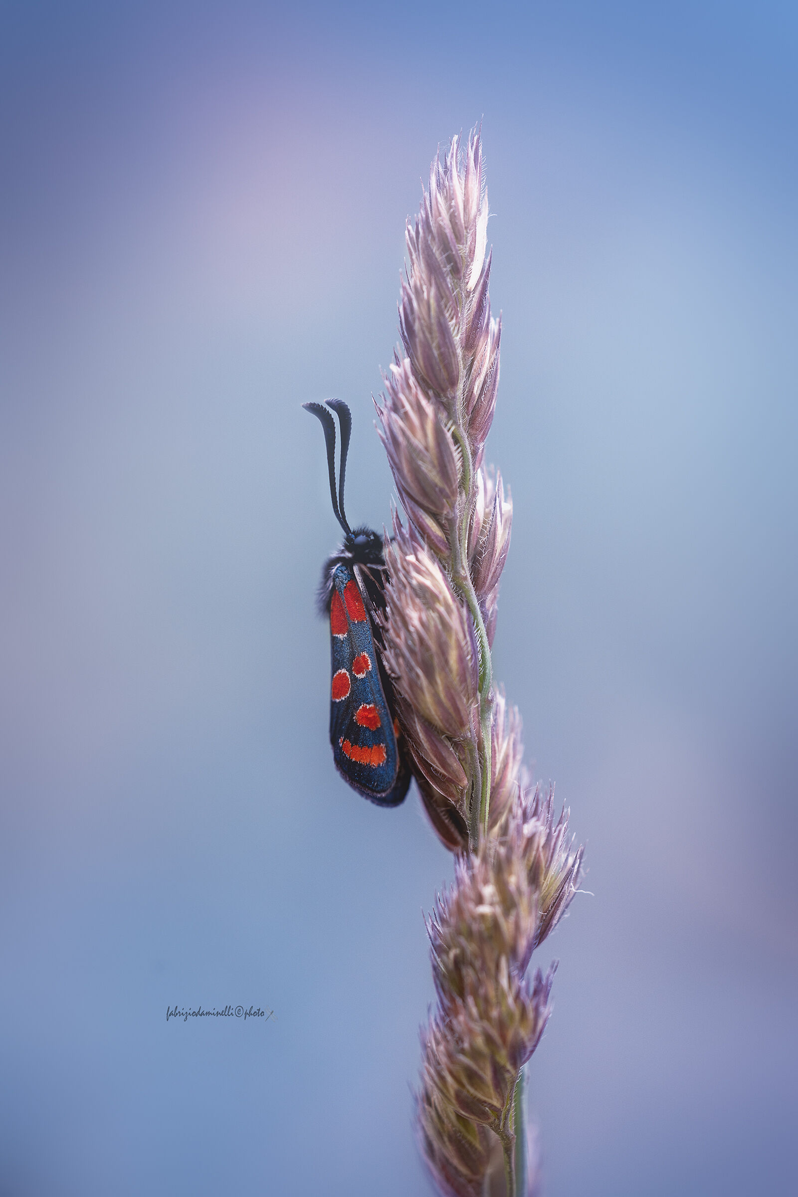 Zygaena carniolica