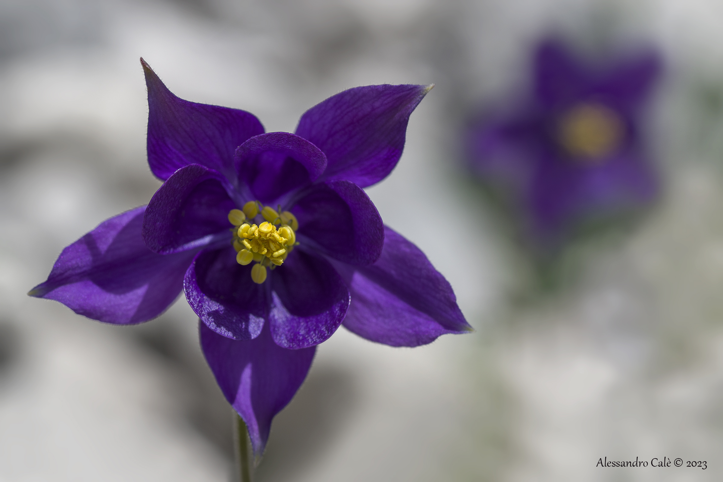 Aquilegia alpina 3397