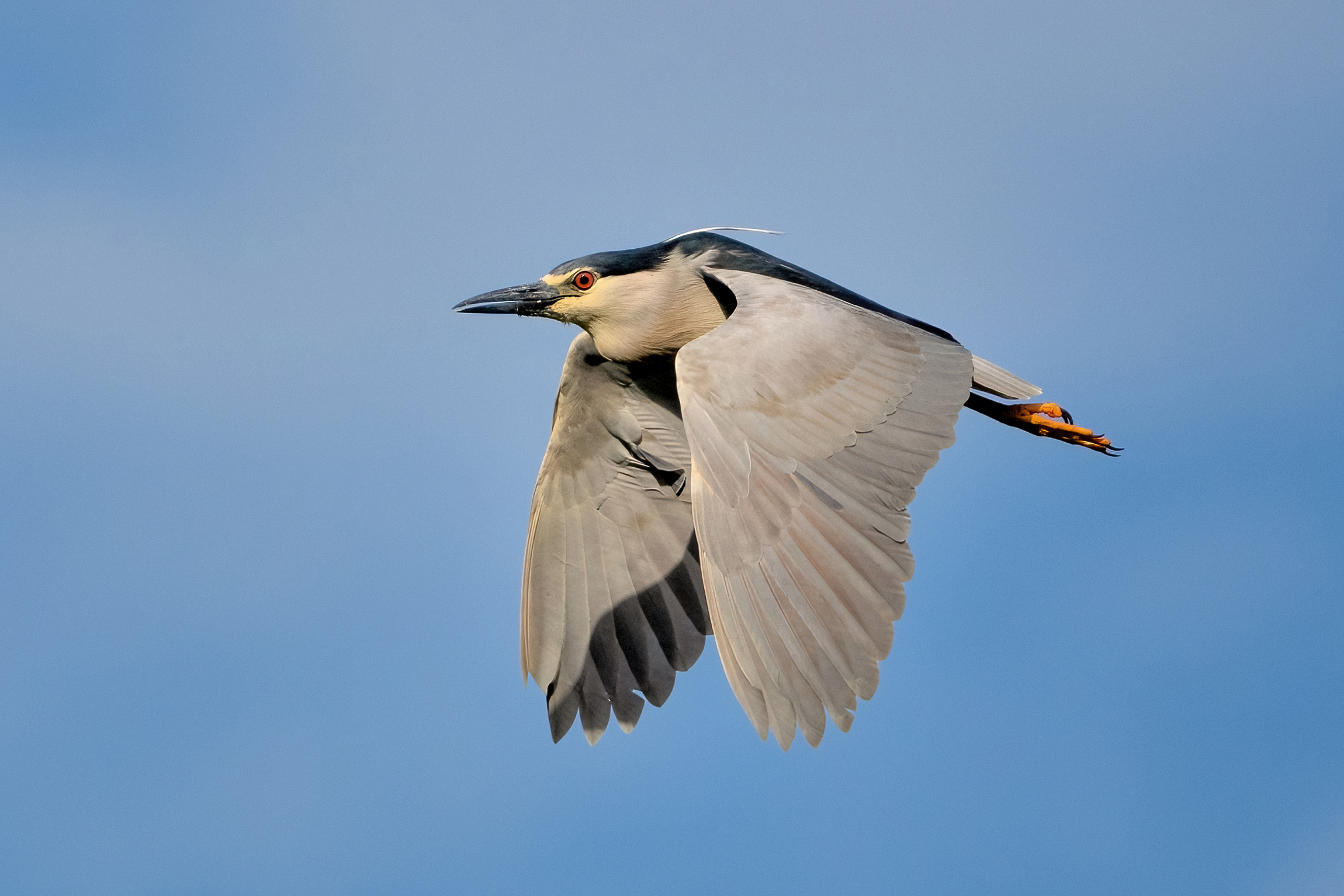 Nitticora (Nycticorax nycticorax)