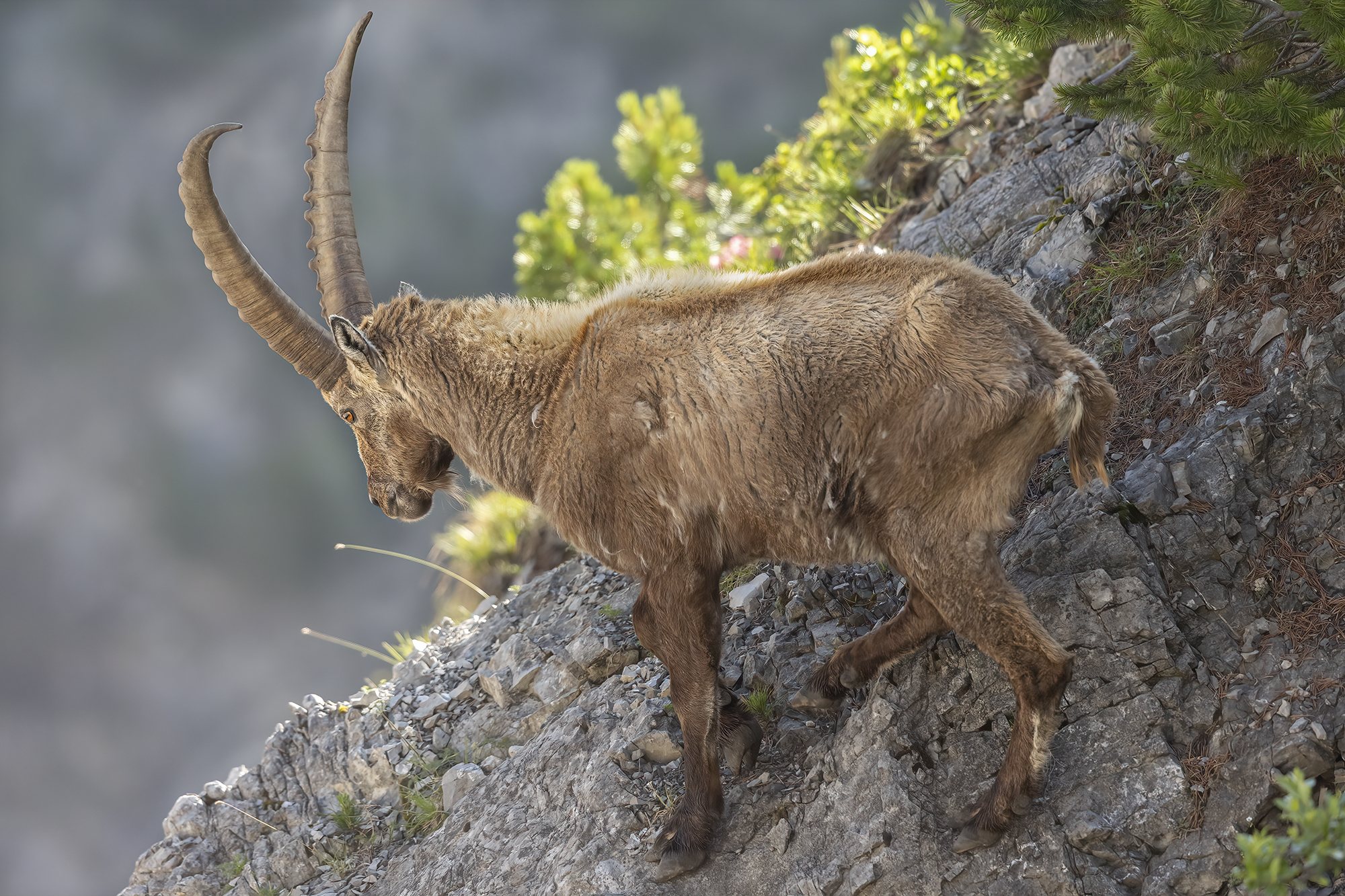 lo stambecco e il precipizio