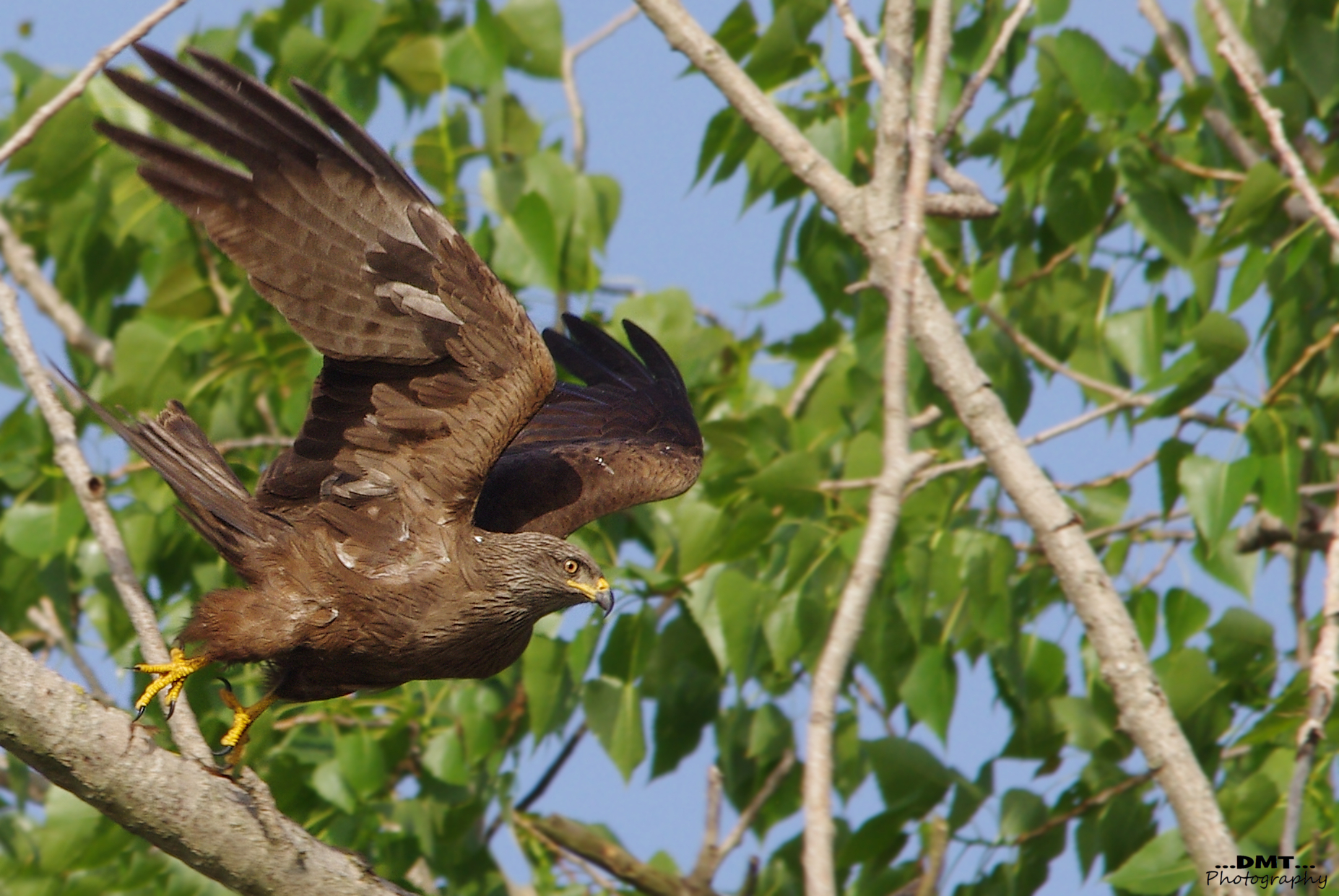 Black Kite, Deadlift