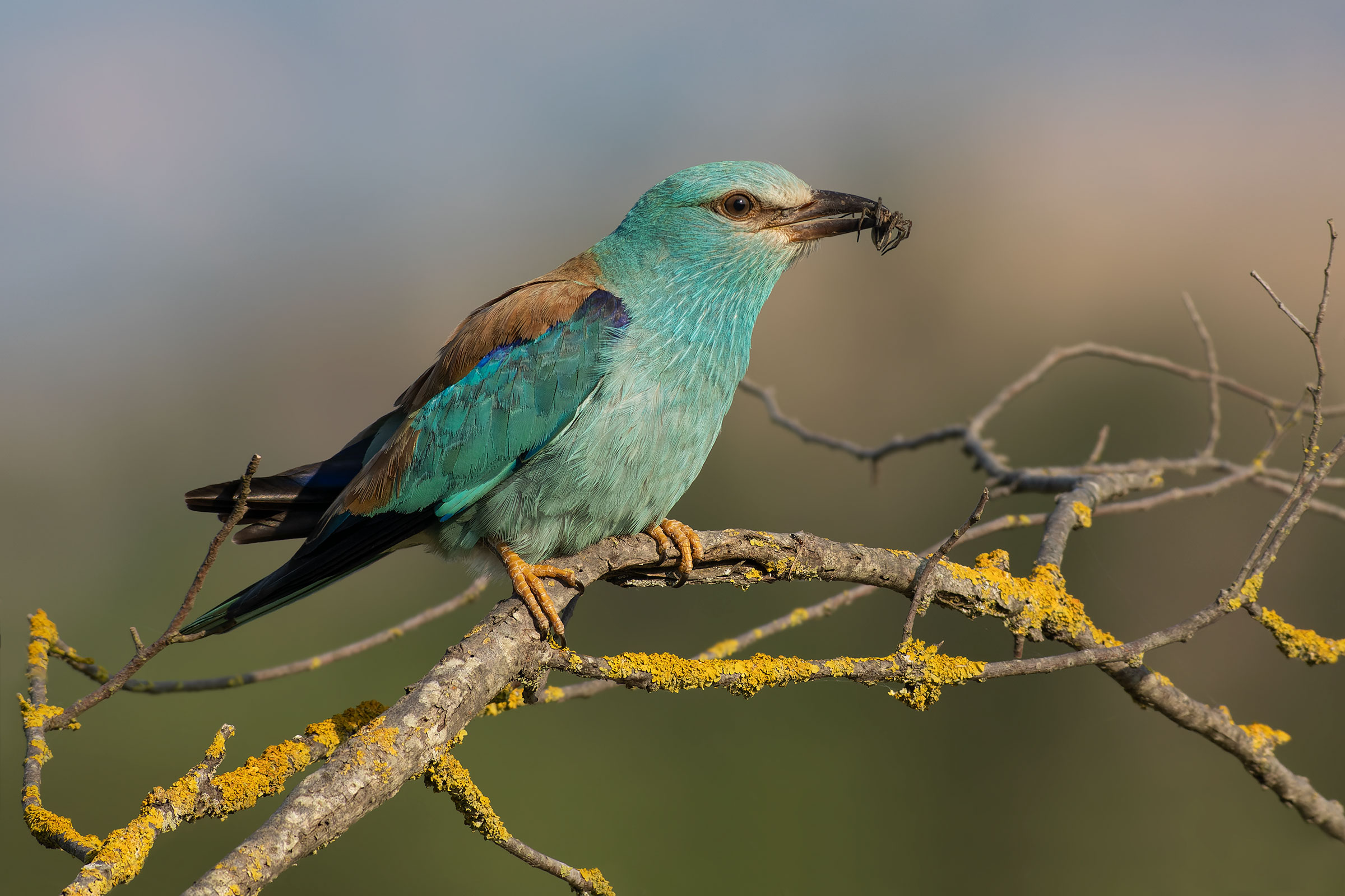 The Spider and the Mermaid