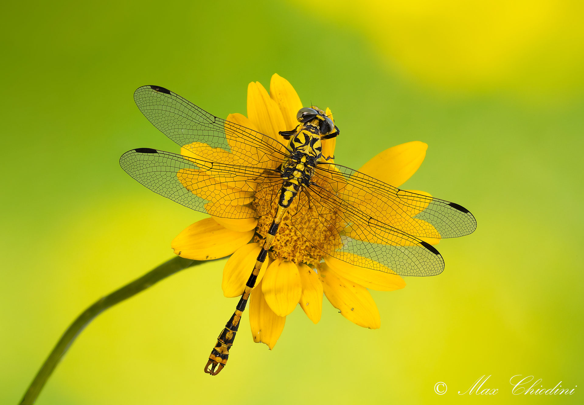 Yellow to yellow to yellow!