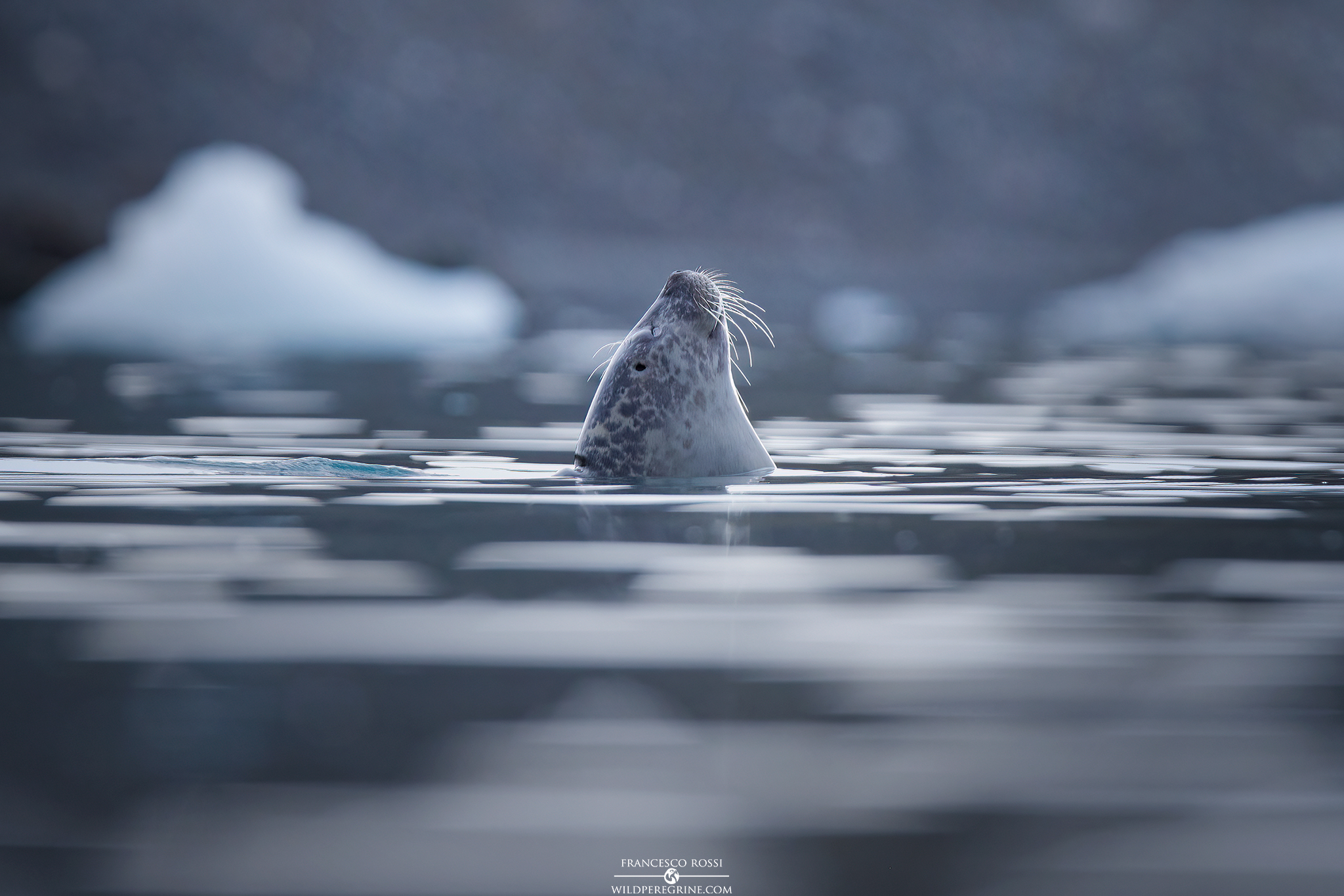 Foca comune (Phoca vitulina)