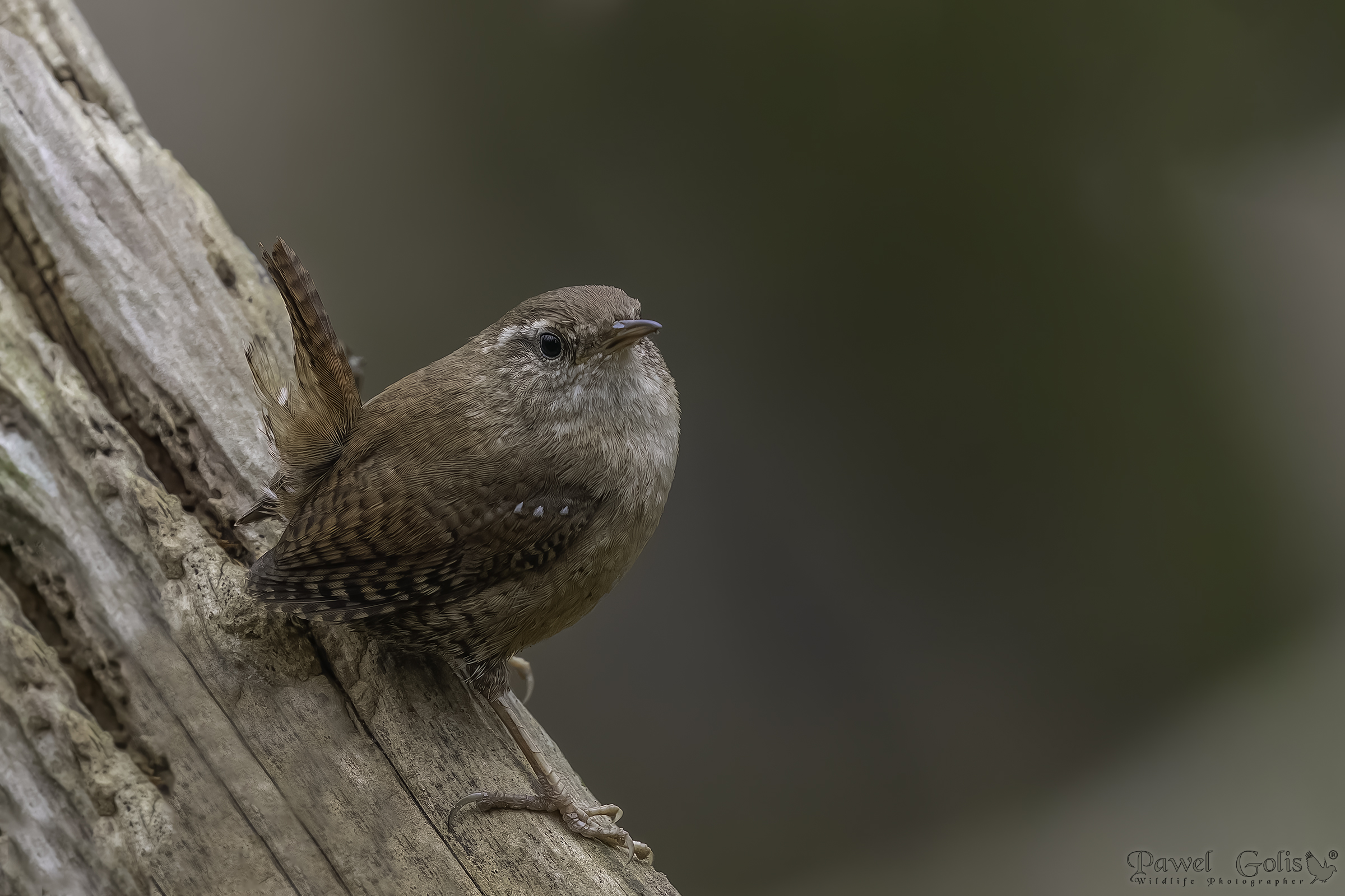 Scricciolo eurasiatico ( Troglodytes troglodytes)
