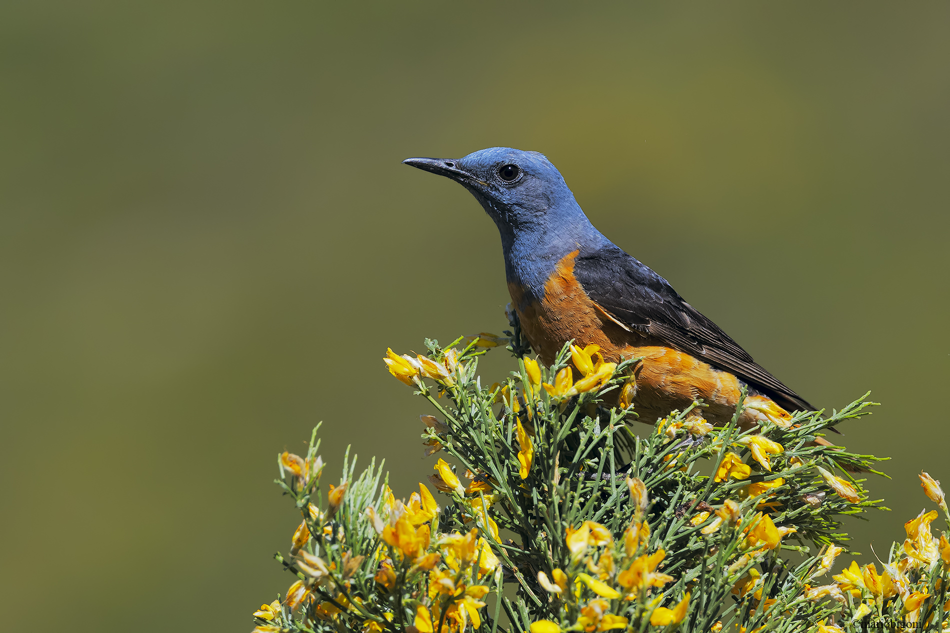 Male redstart