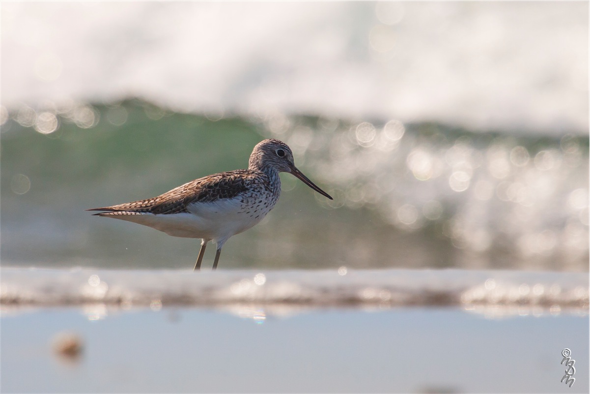 Greenshank