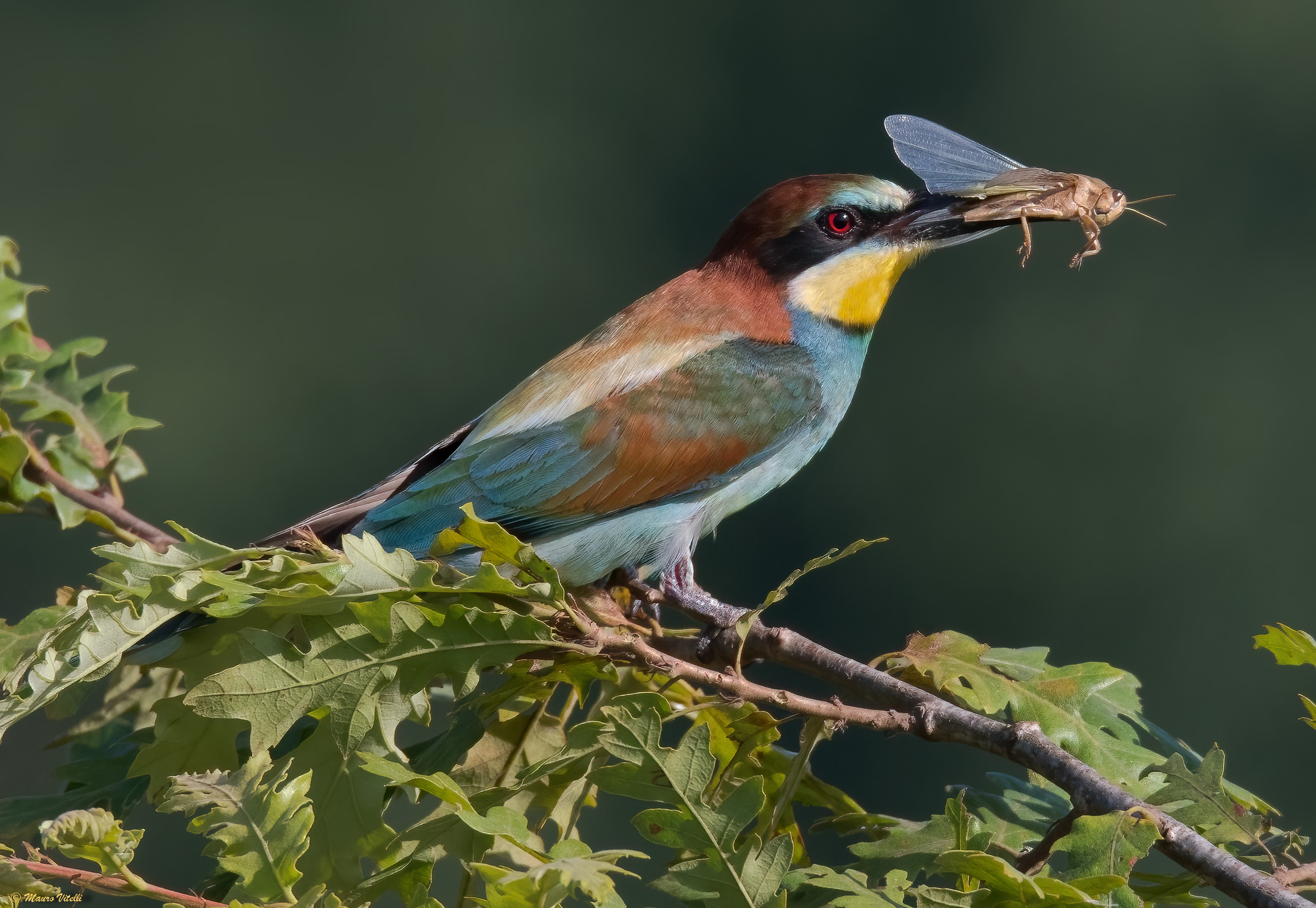 Bee-eater (Merops apiaster)