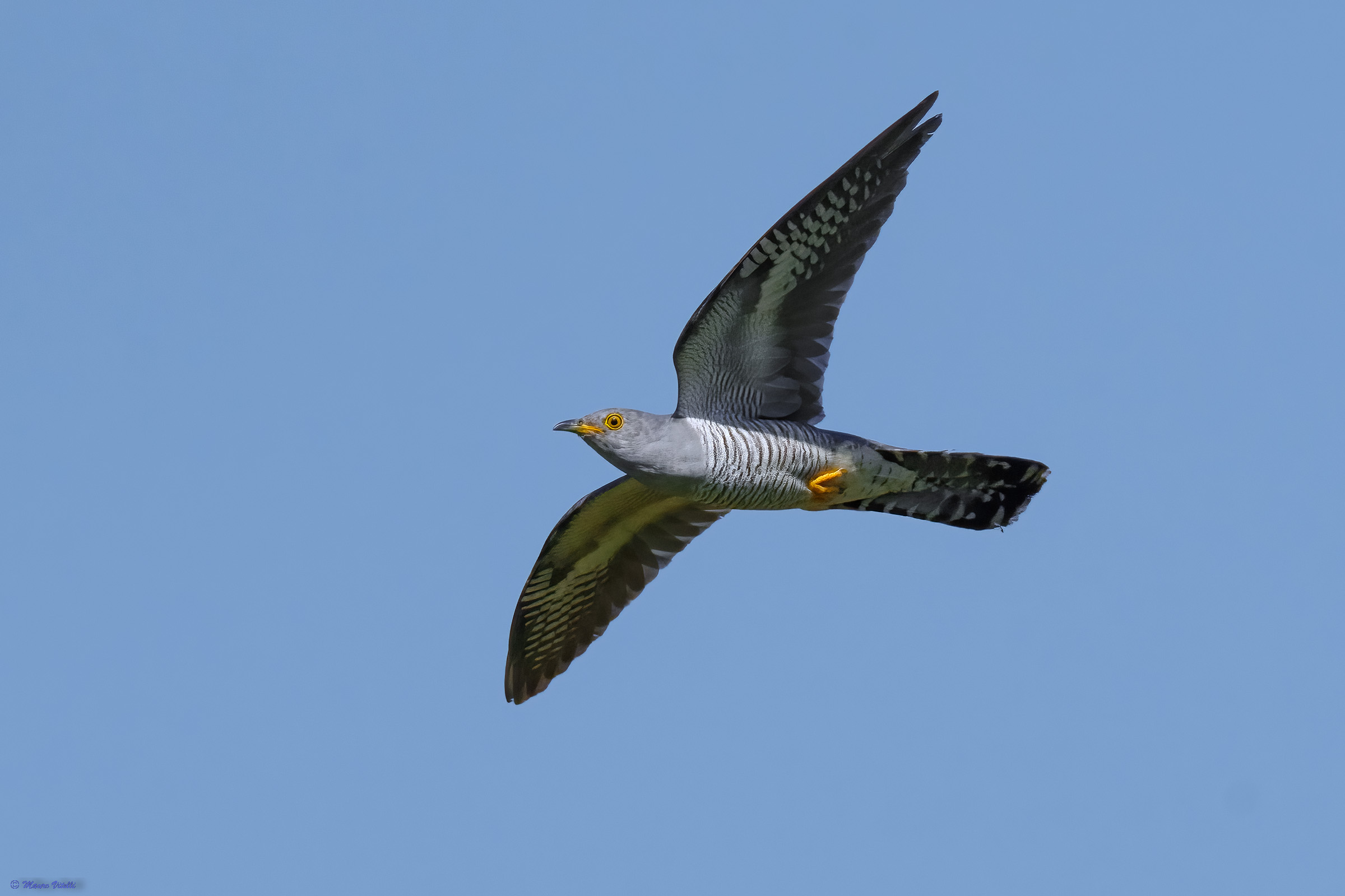 Cuckoo (Cuculus canorus)