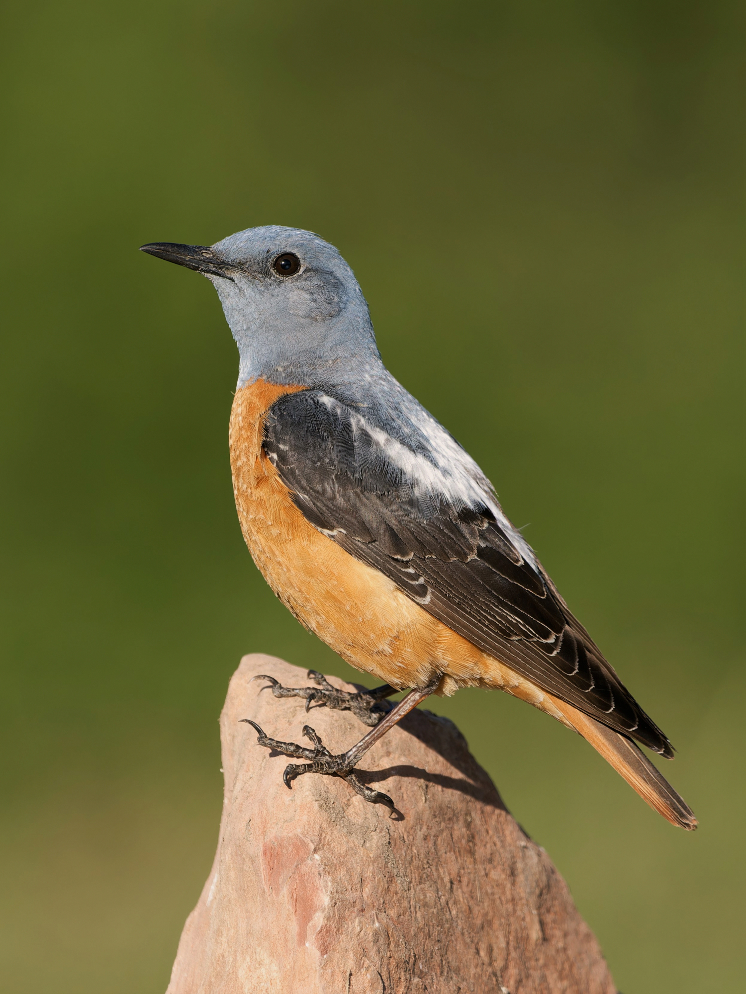 ROCK THRUSH