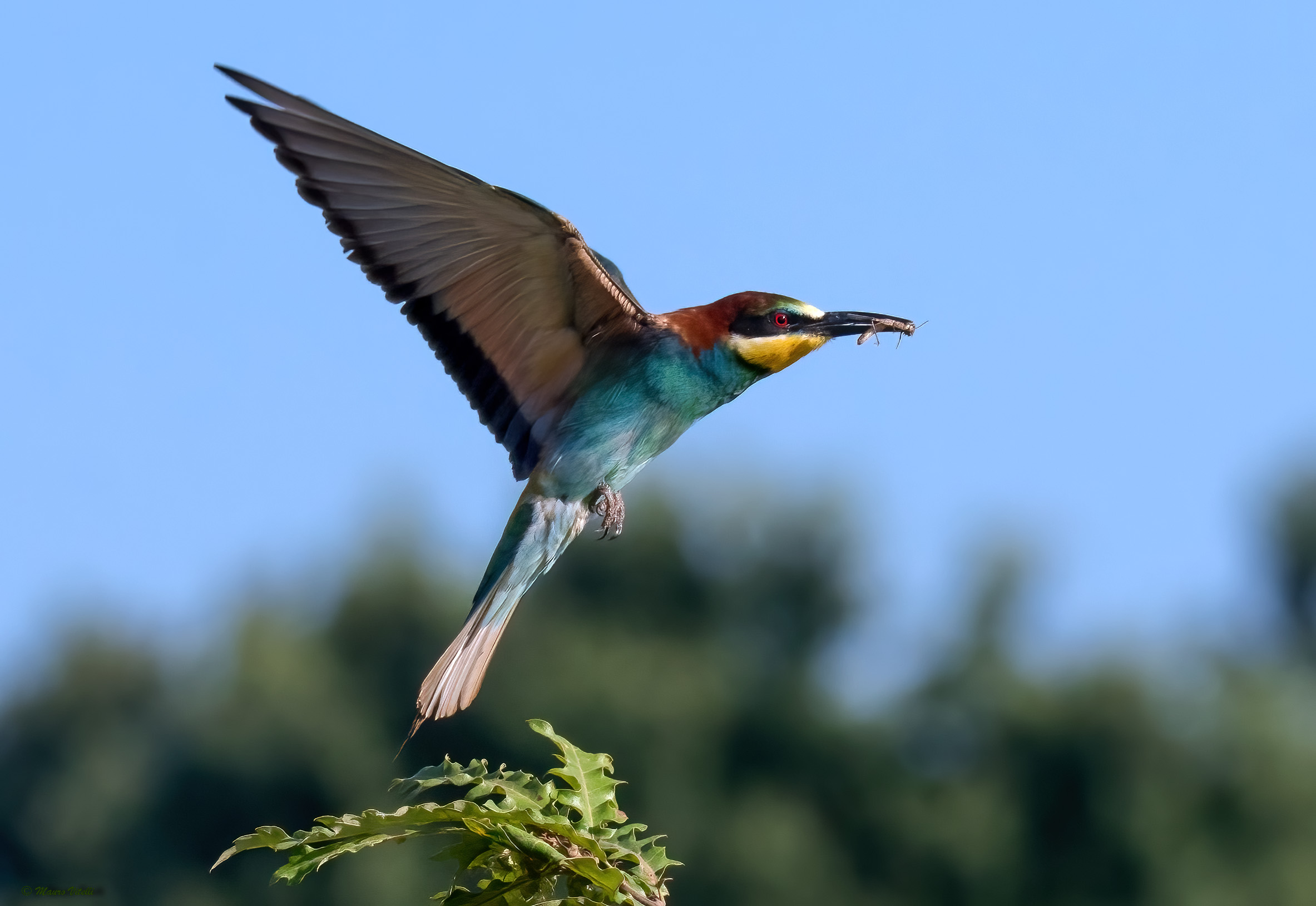 Bee-eater (Merops apiaster)