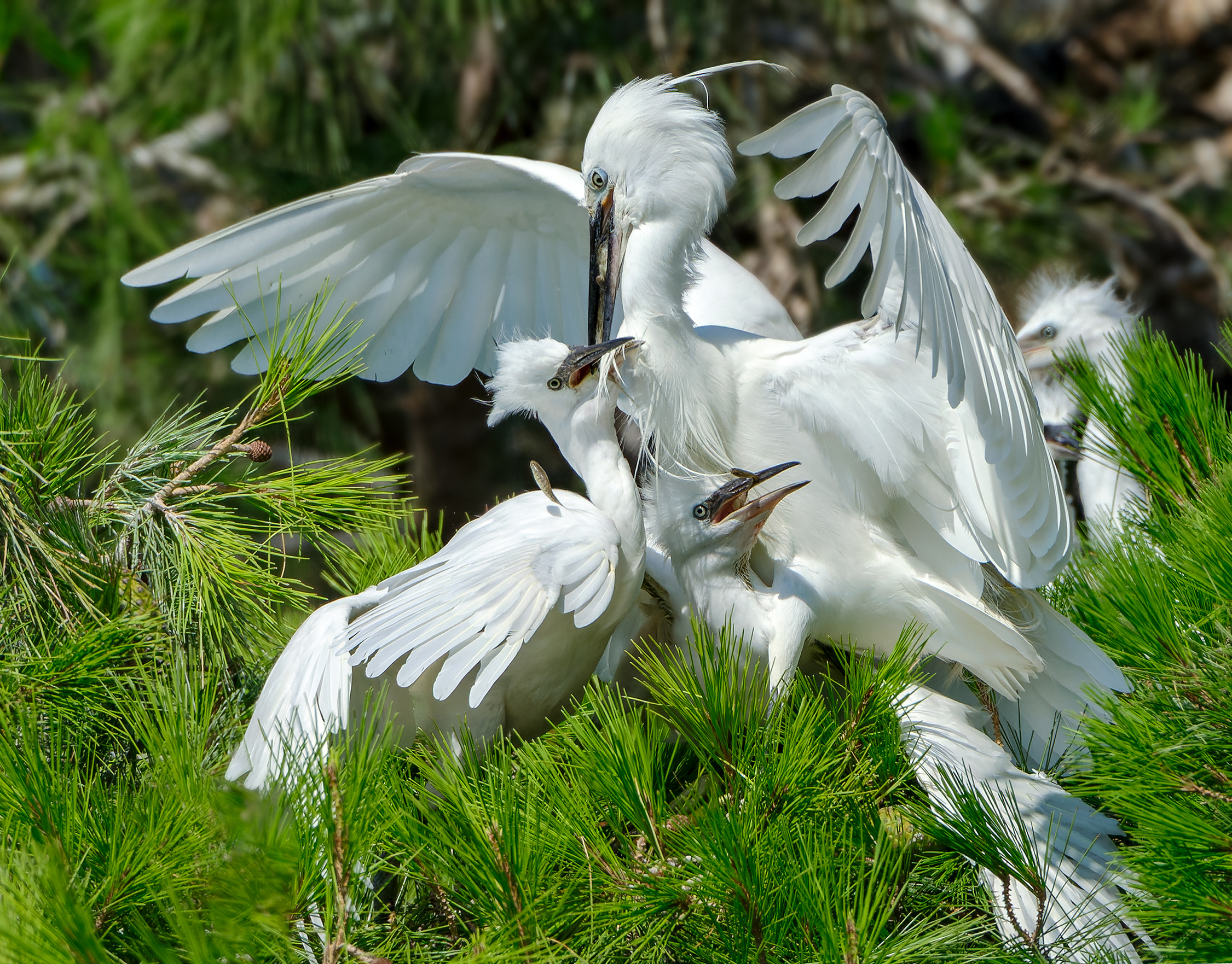 The egret family