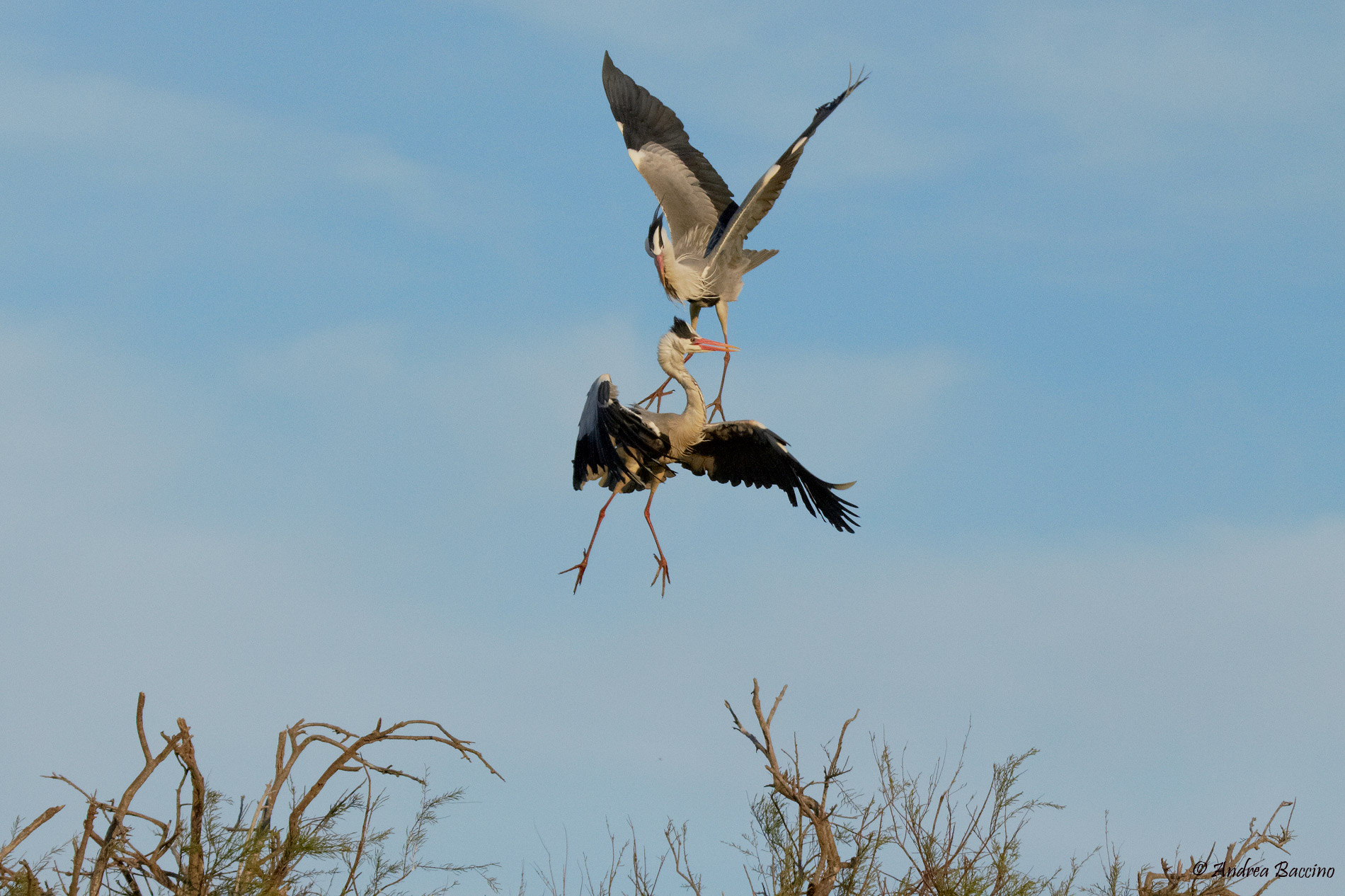 Lotta tra Aironi cenerini